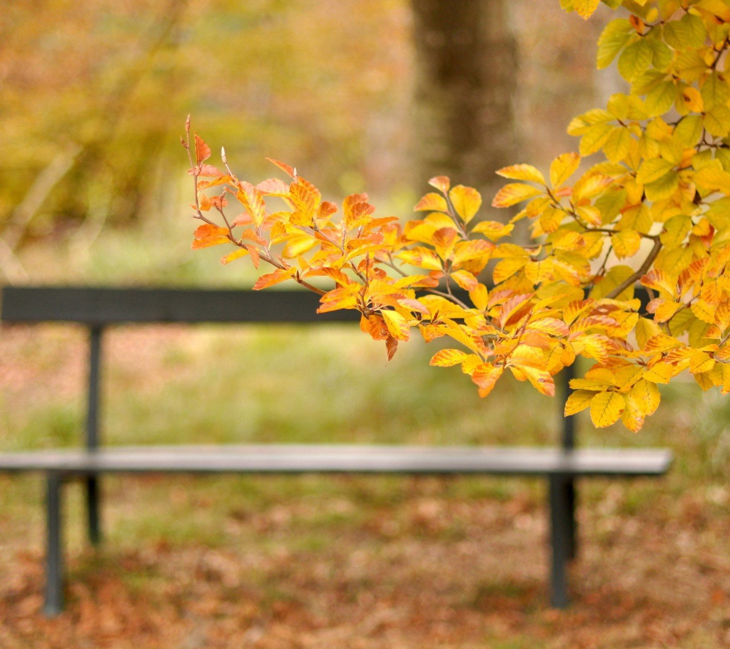 风景,儿童桌面专用