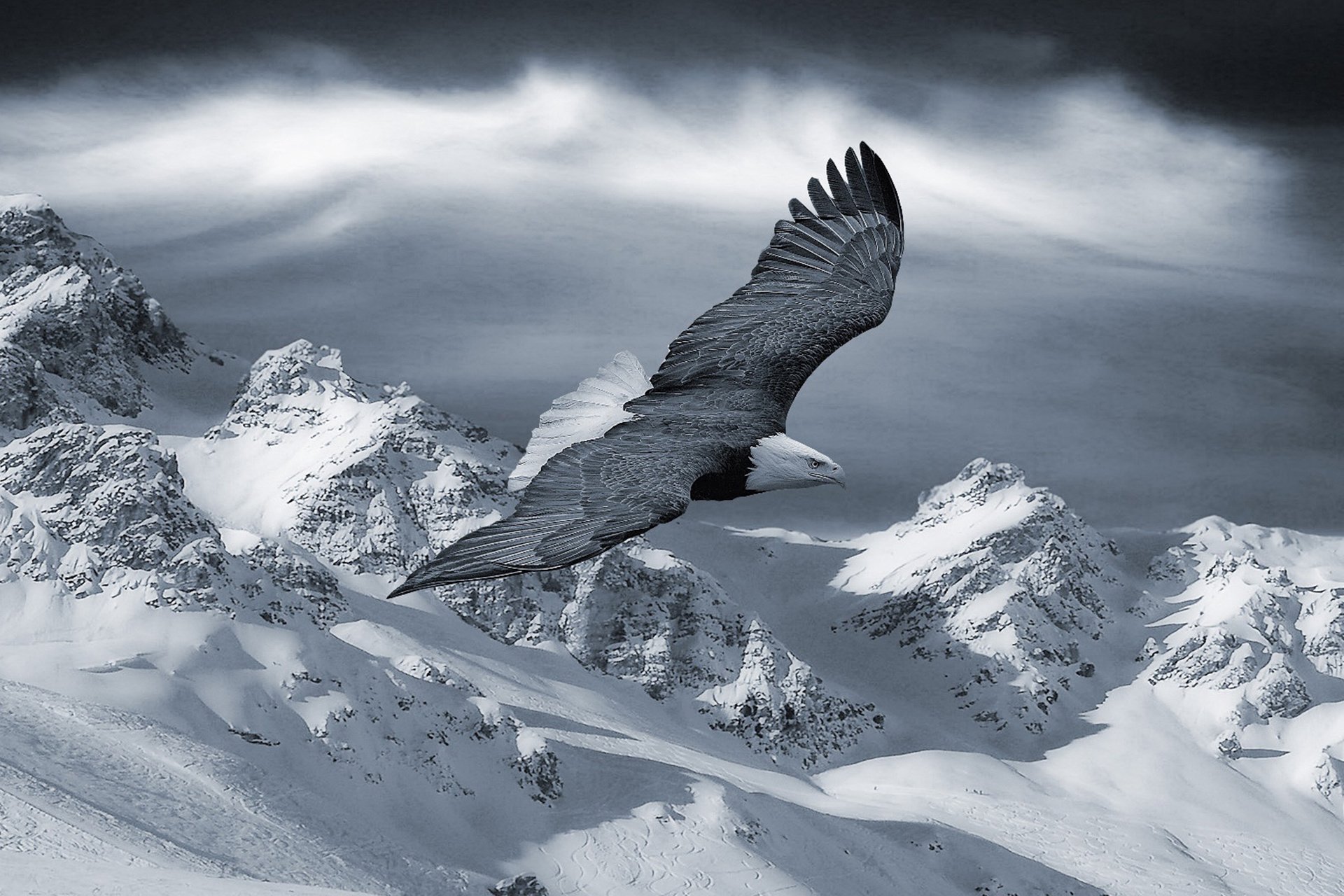 萌宠,宠物,动物,儿童桌面专用