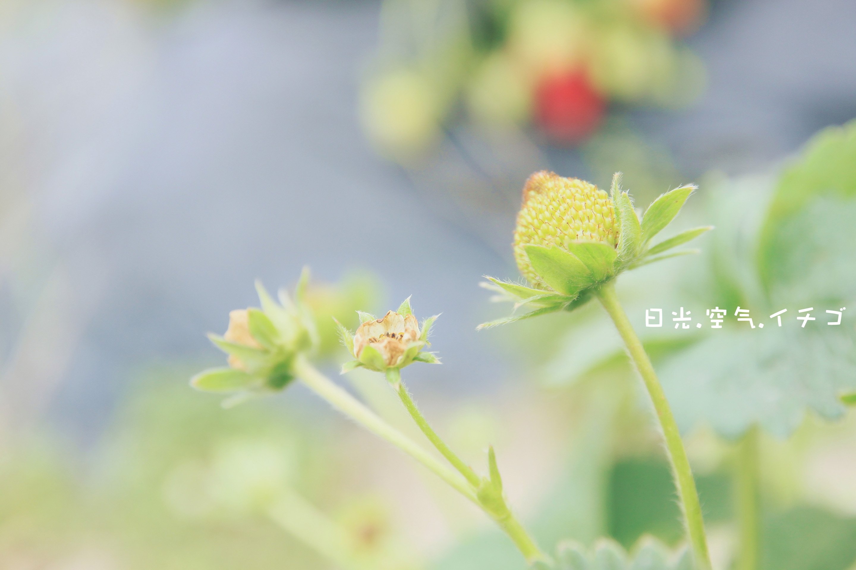 风景,景色,儿童桌面专用