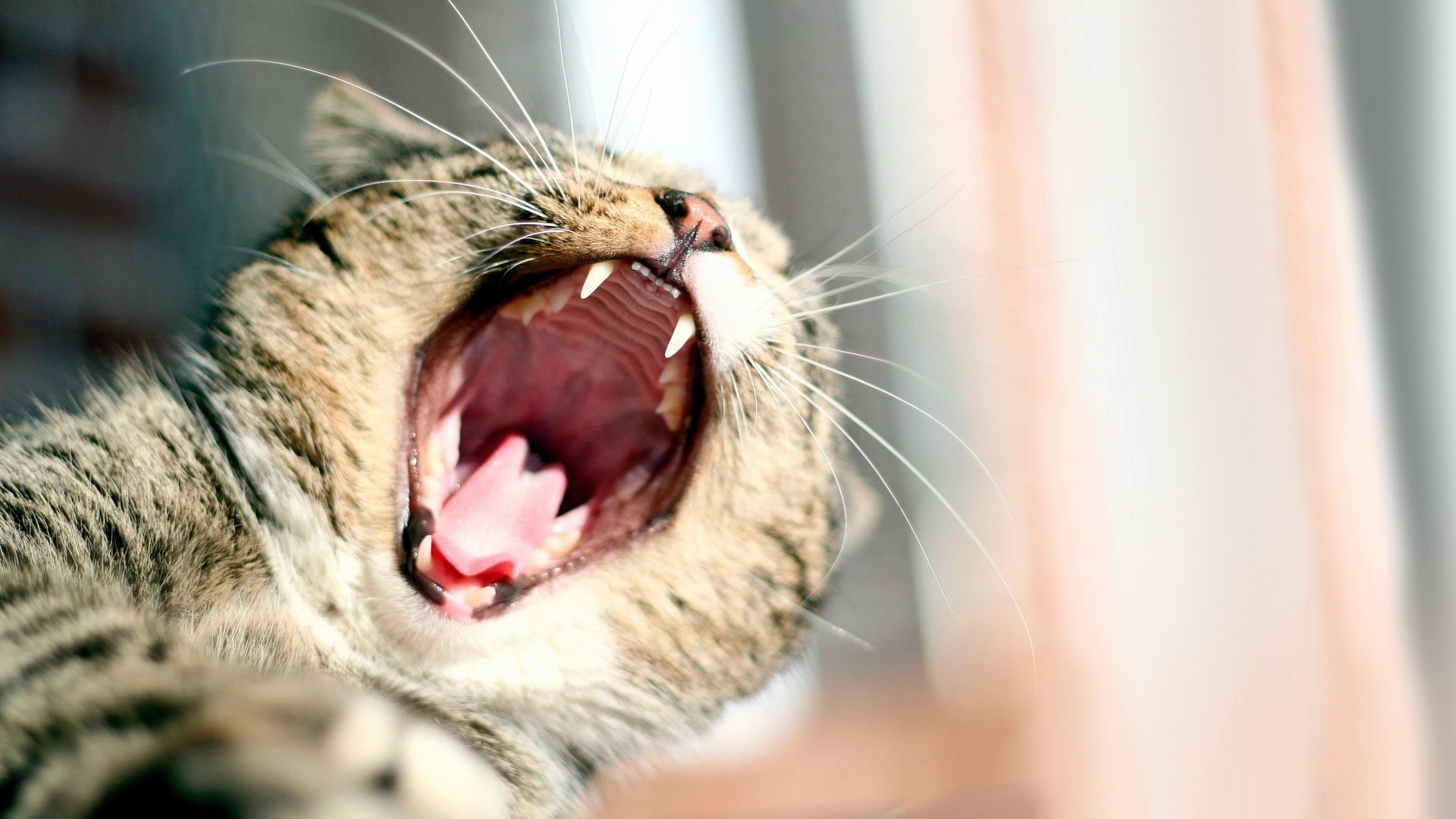 萌宠,动物,可爱,喵星人,儿童桌面专用