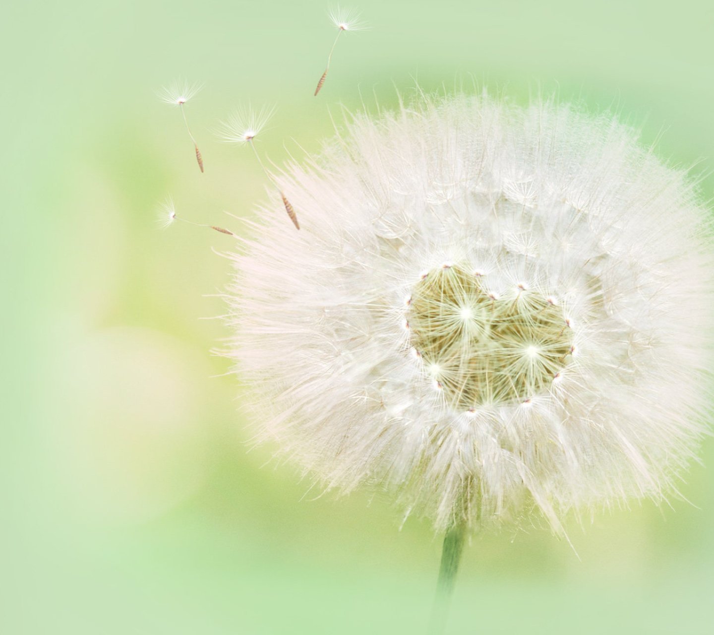 小清新,儿童桌面专用