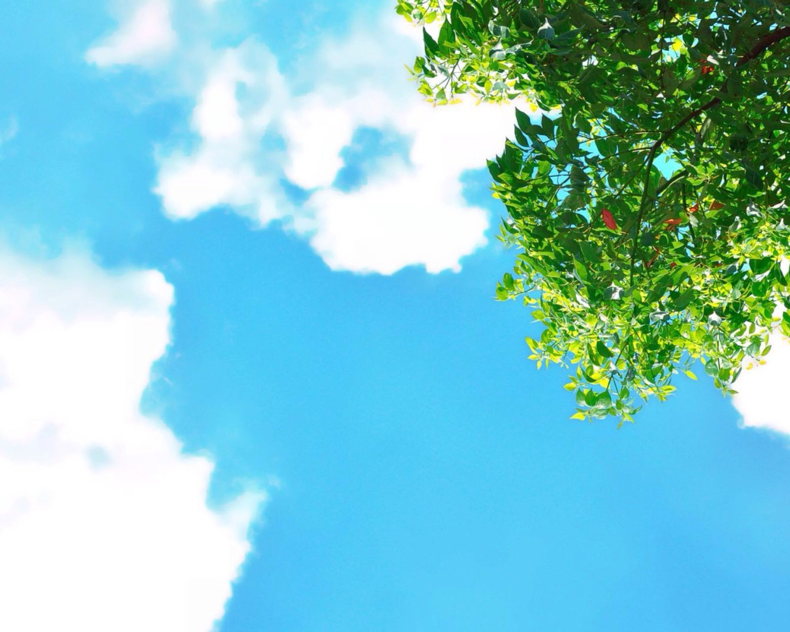 风景,儿童桌面专用