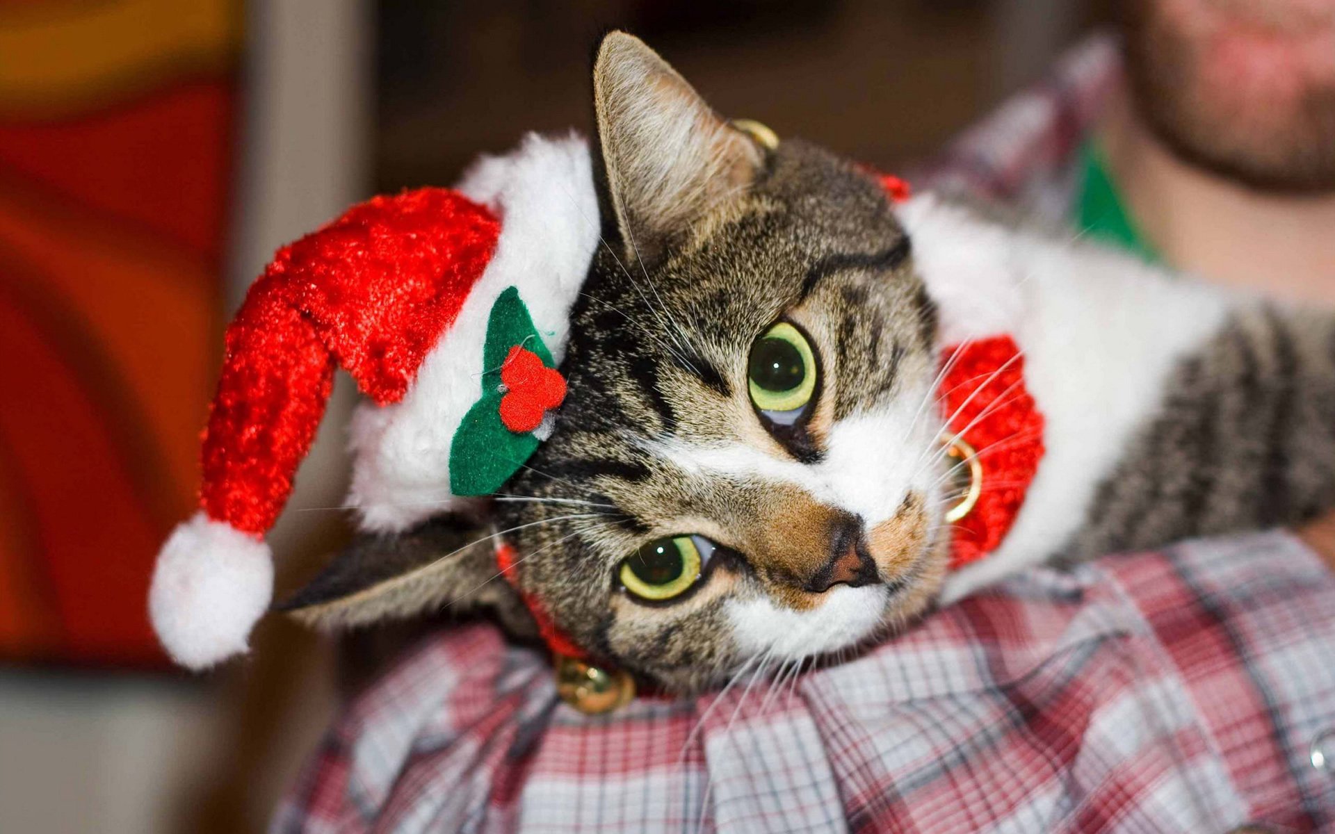 萌宠,儿童桌面专用