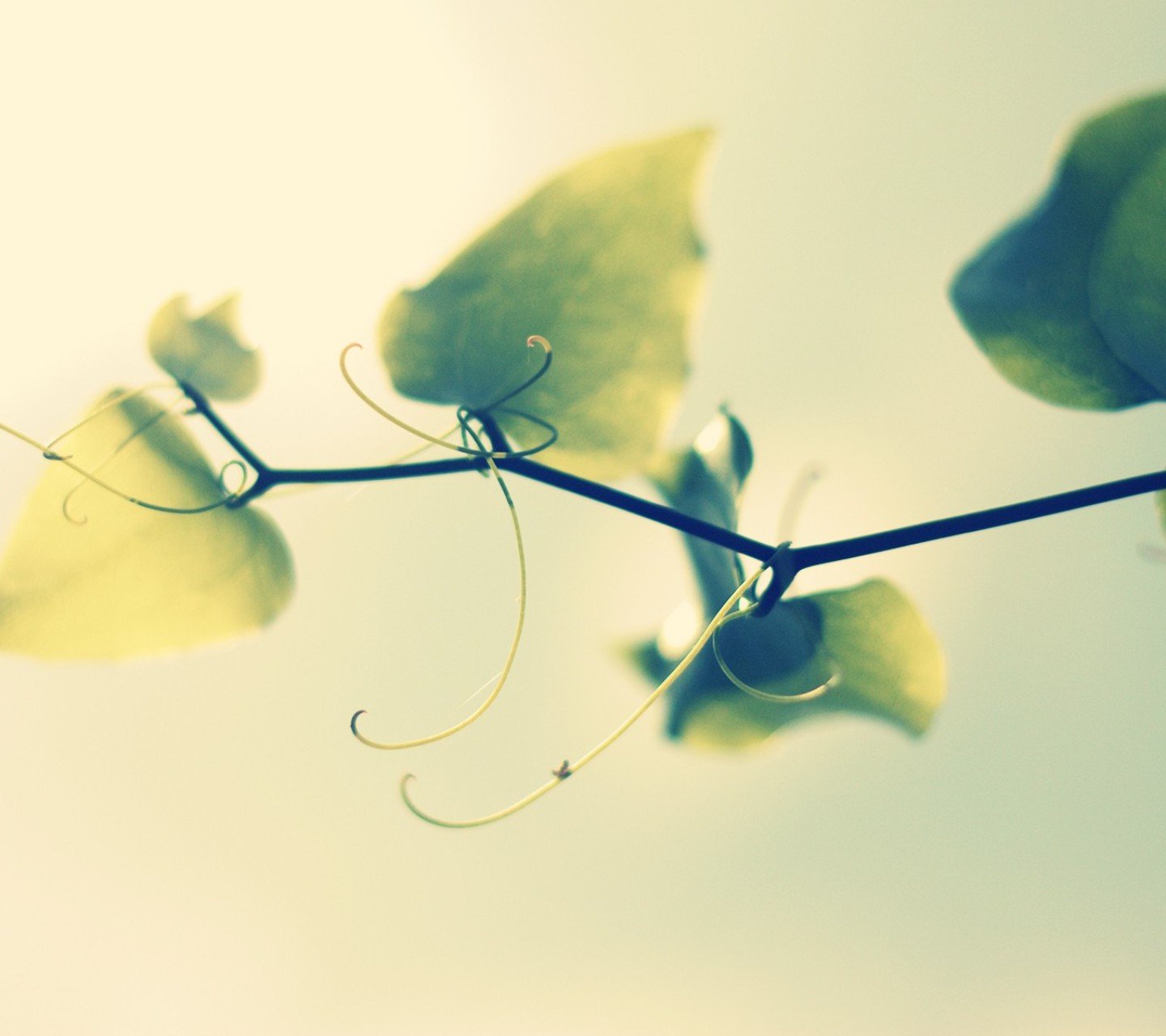 小清新,儿童桌面专用