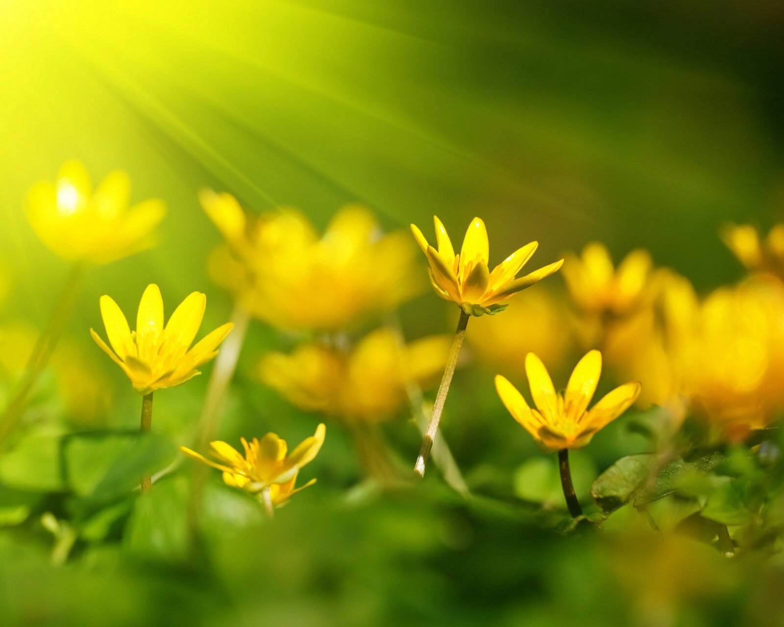 风景,儿童桌面专用