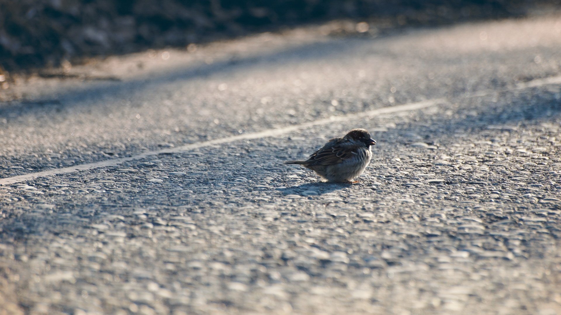萌宠,动物,小鸟,儿童桌面专用