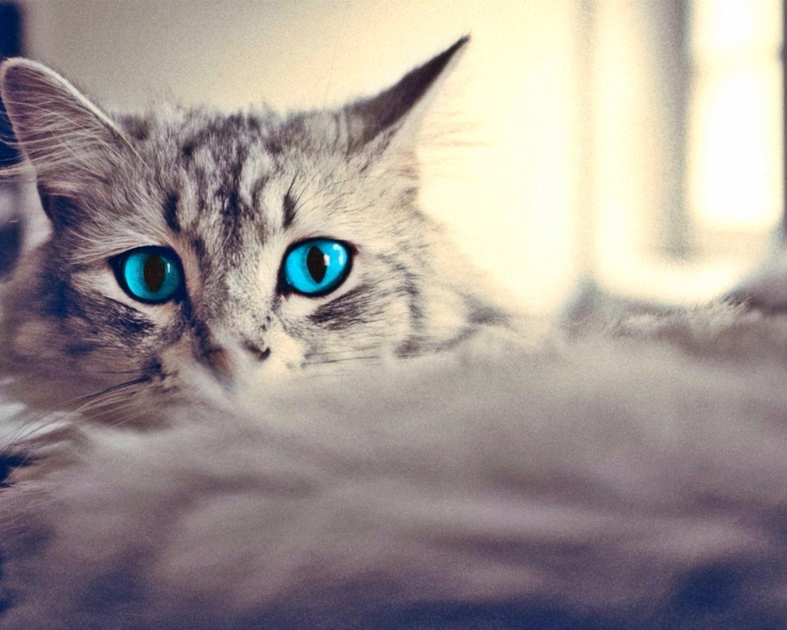 萌宠,儿童桌面专用