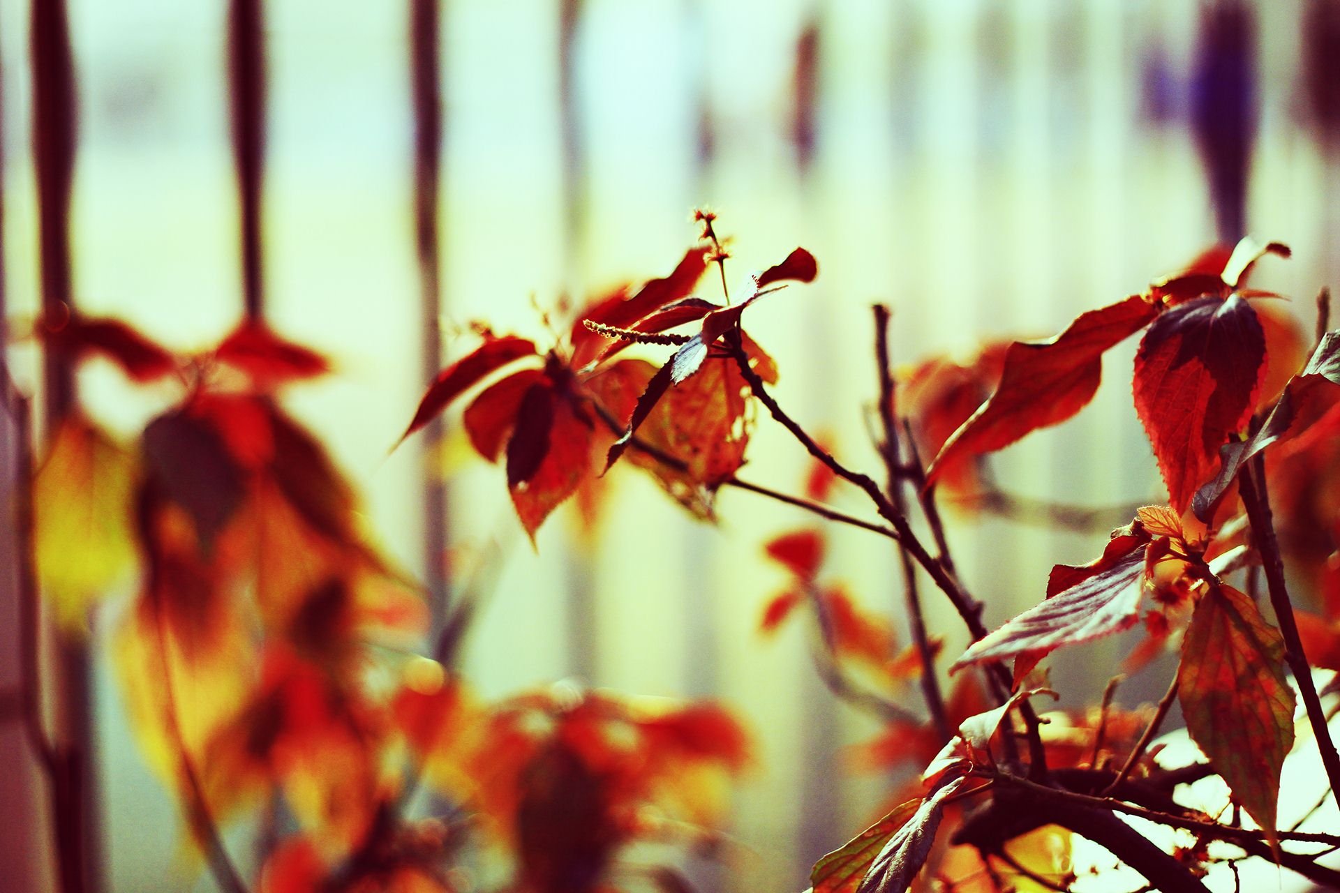 斑驳,风景,怀旧,严宝平,YBP摄影,儿童桌面专用