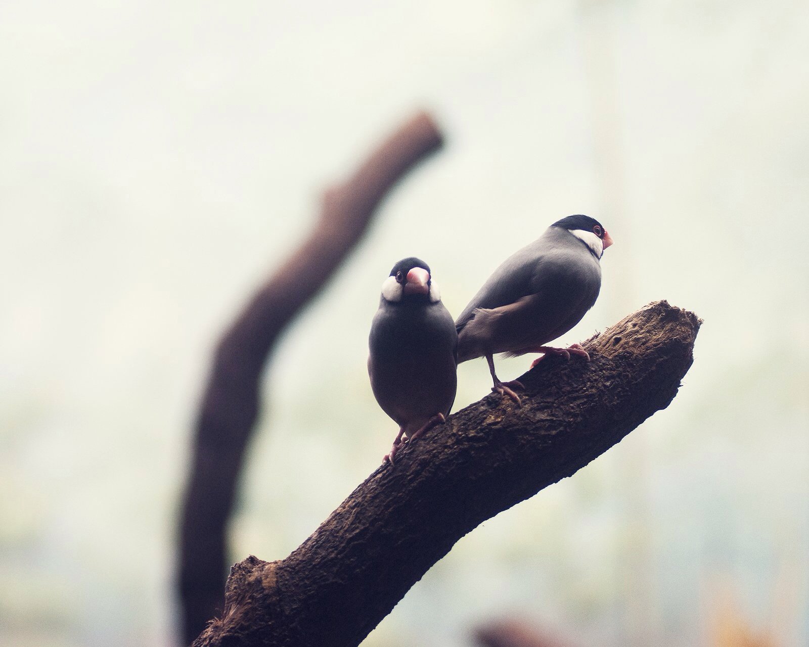 萌宠,儿童桌面专用