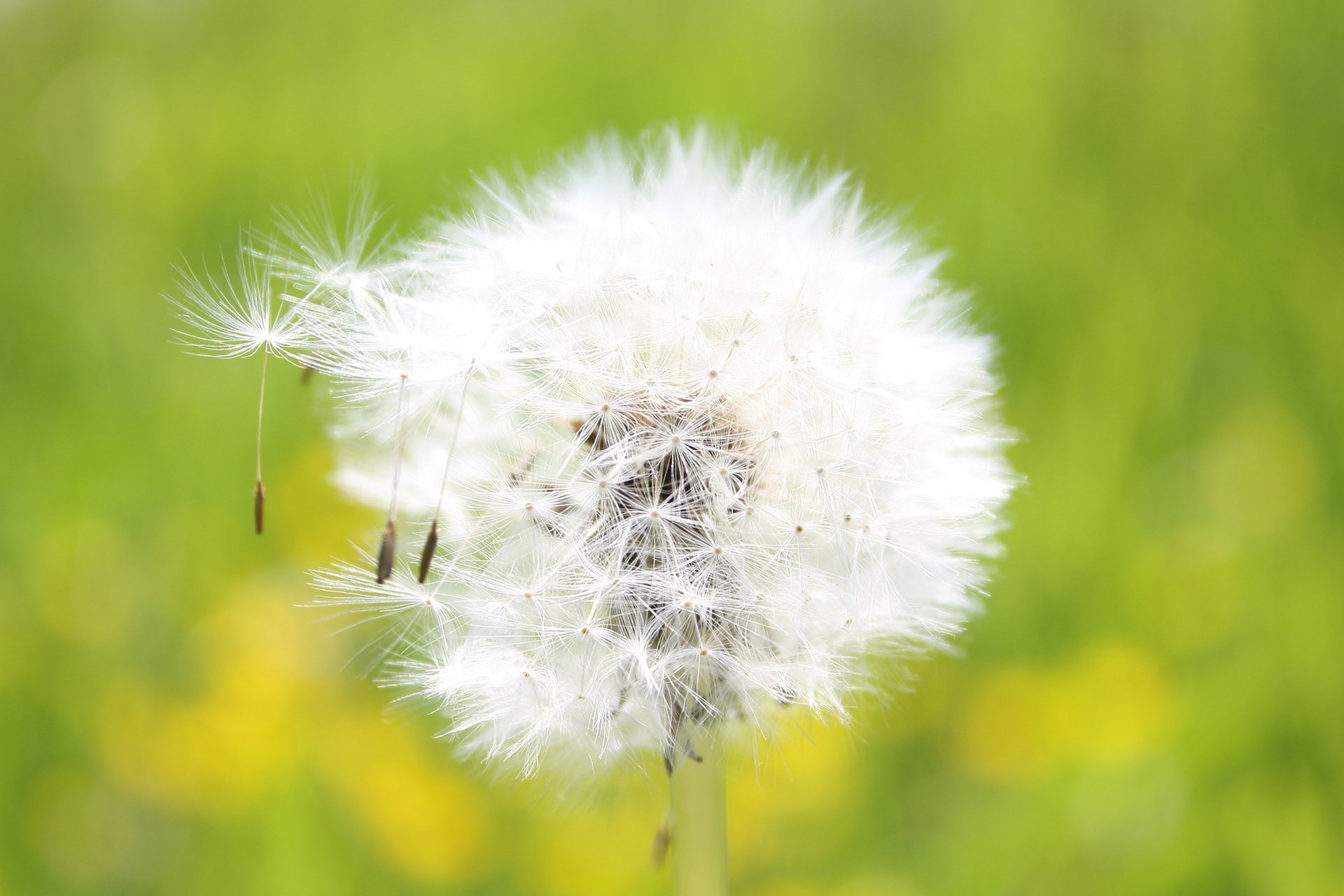 风景,摄影,心旷神怡,儿童桌面专用