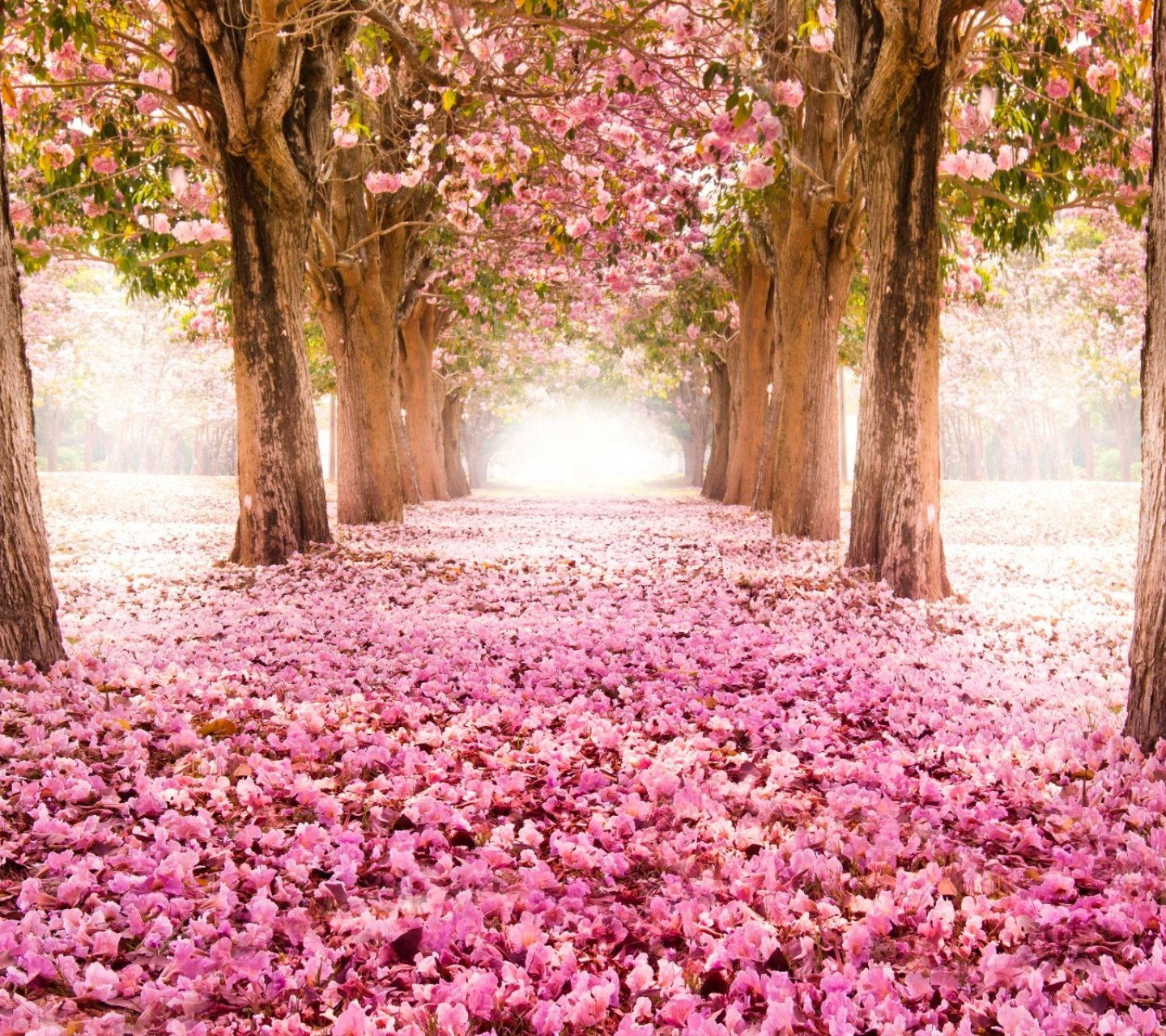 风景,儿童桌面专用