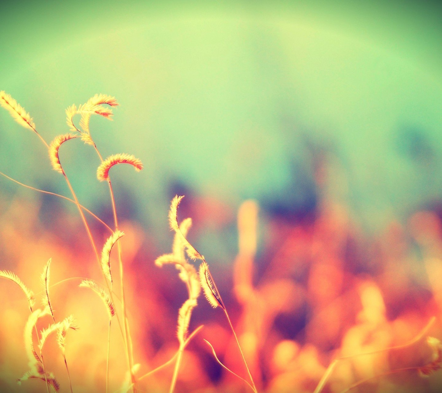 风景,儿童桌面专用