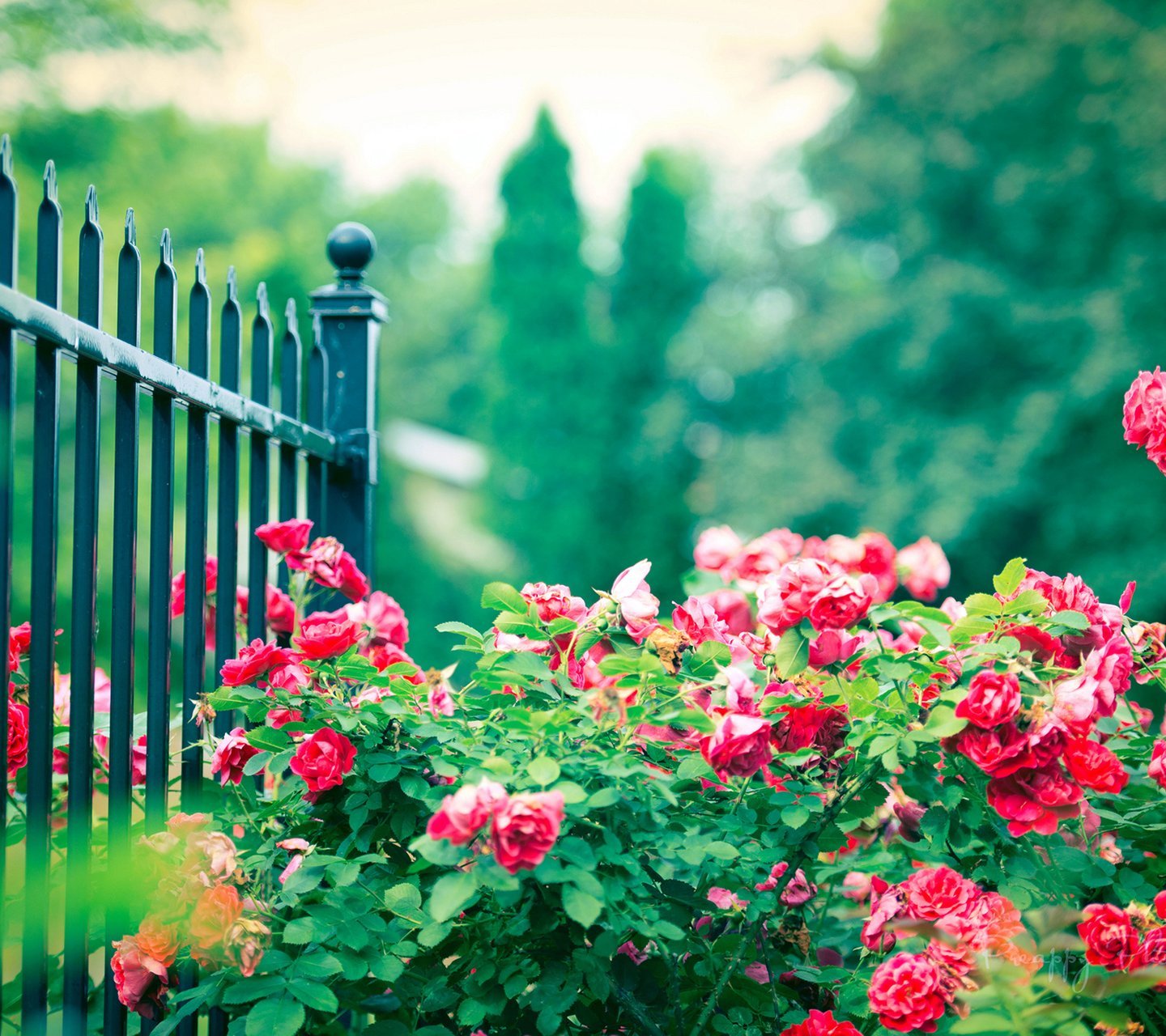 小清新,儿童桌面专用