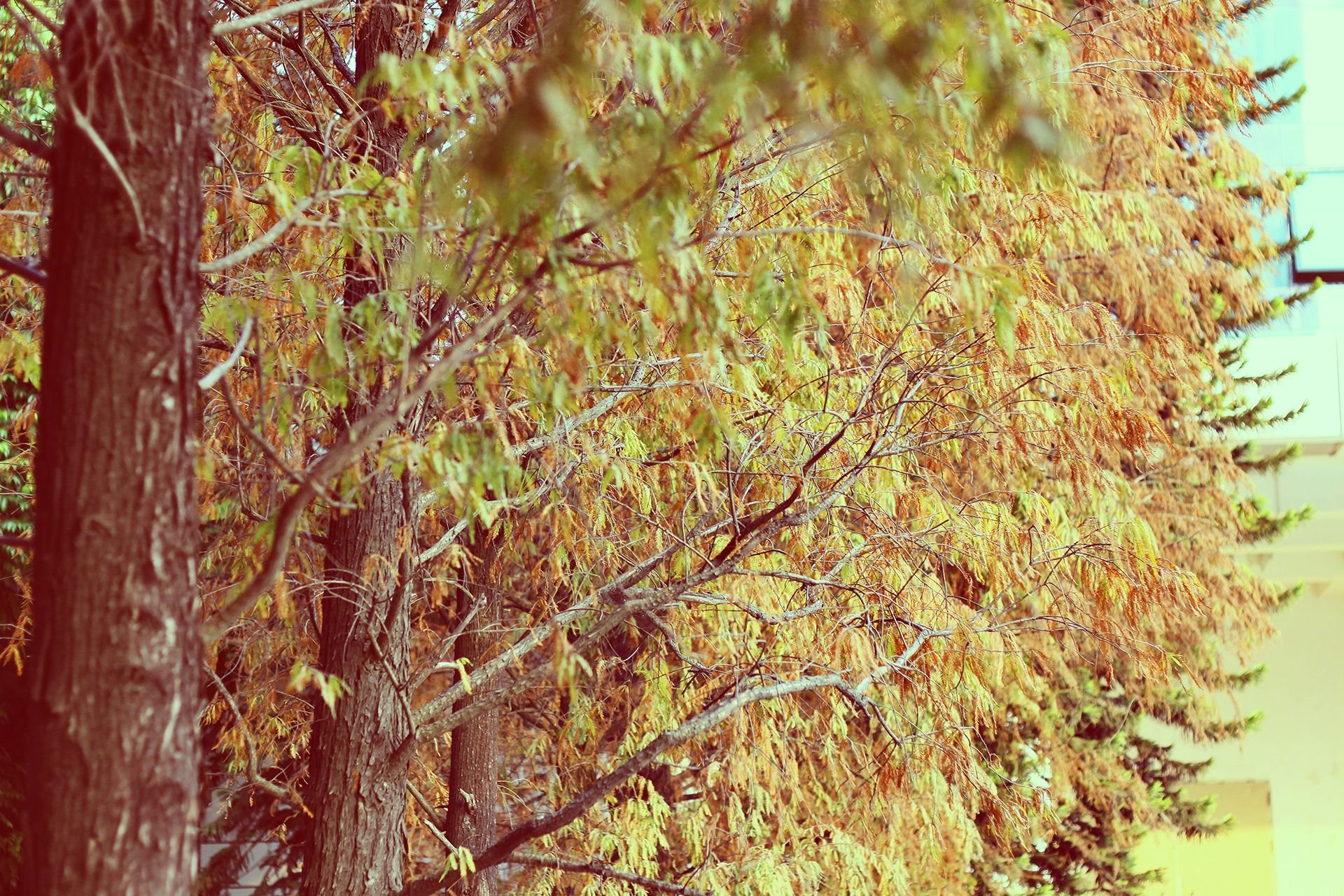 斑驳,风景,怀旧,严宝平,YBP摄影,儿童桌面专用