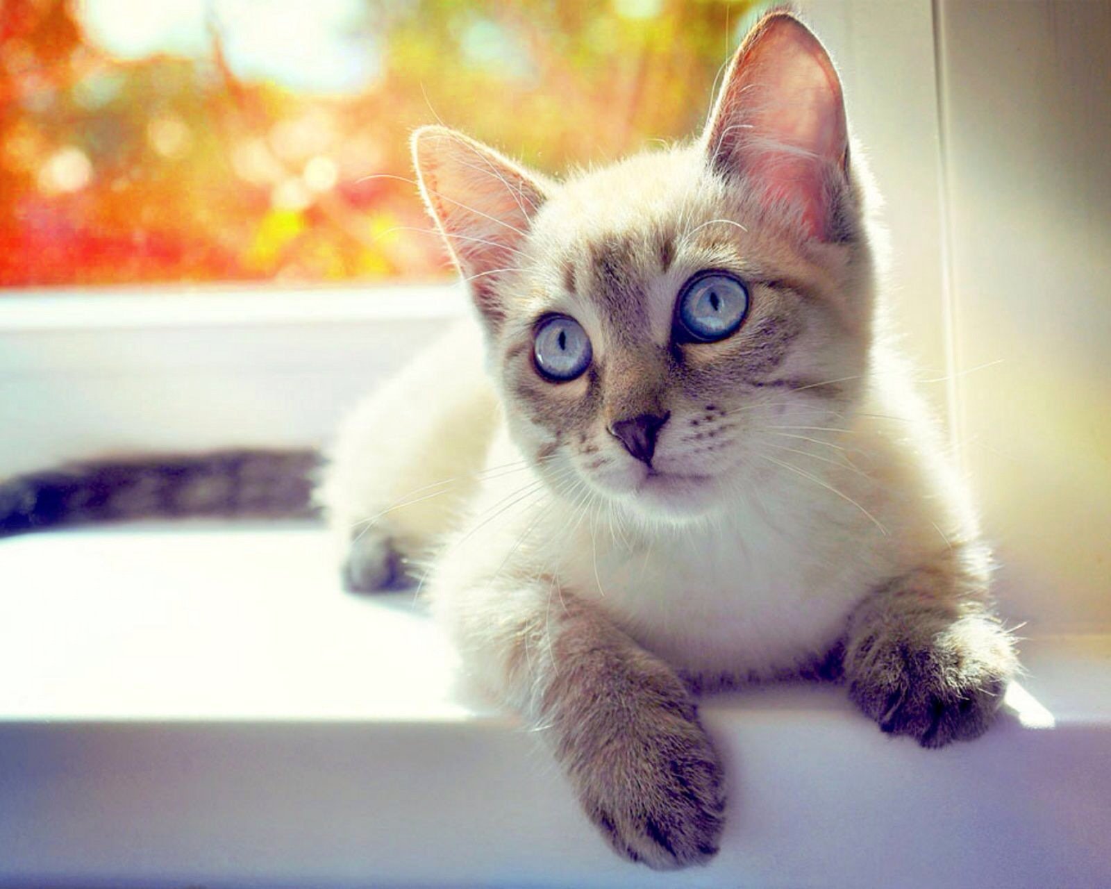 萌宠,儿童桌面专用