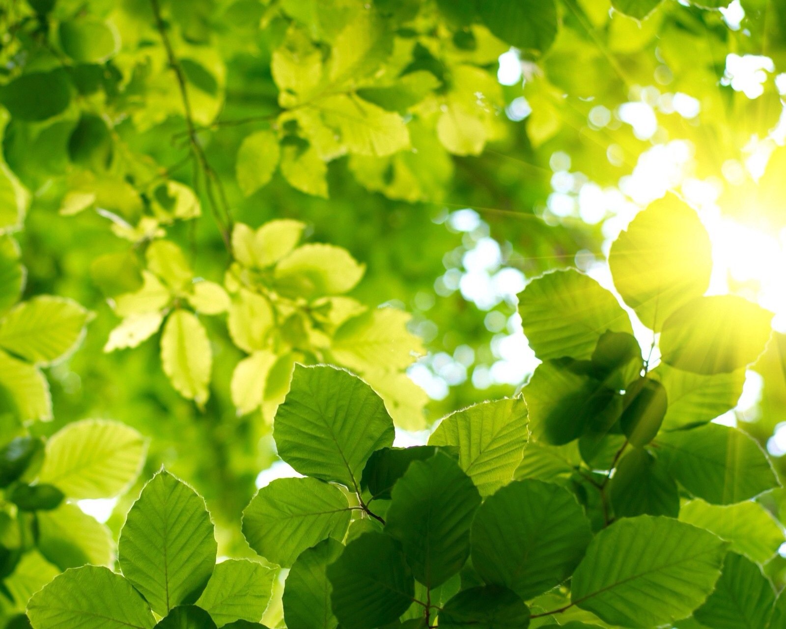 小清新,儿童桌面专用