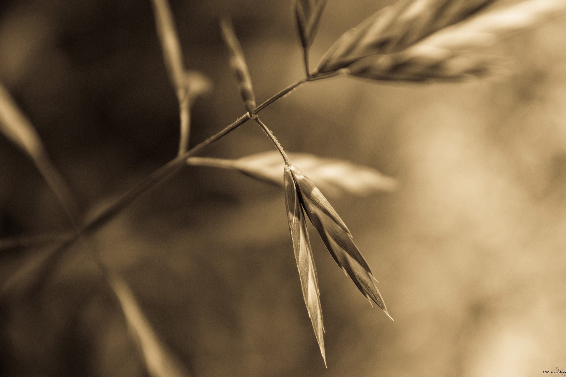 风景,摄影,心旷神怡,儿童桌面专用