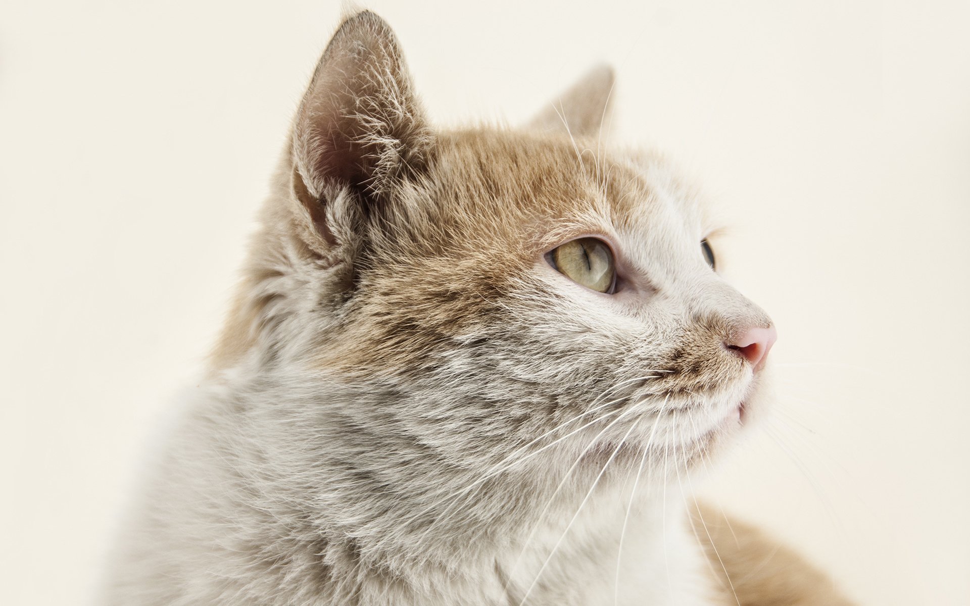 萌宠,动物,喵星人,猫,猫咪专辑,@一双铁筷,儿童桌面专用