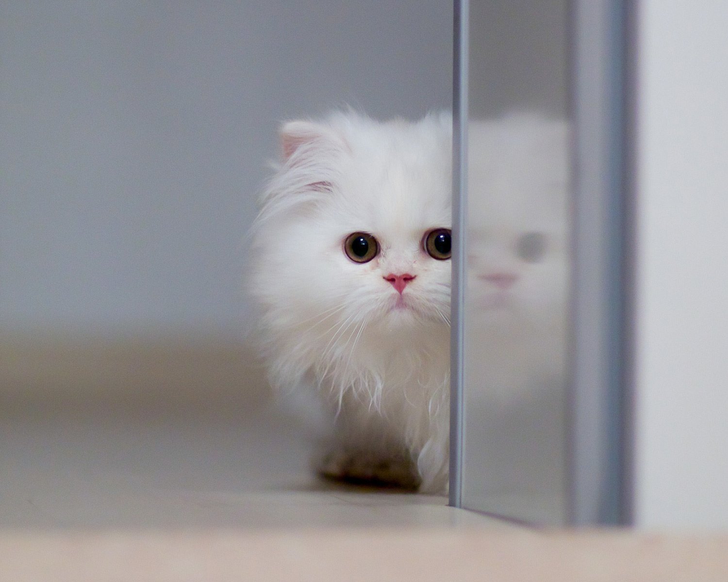 萌宠,儿童桌面专用