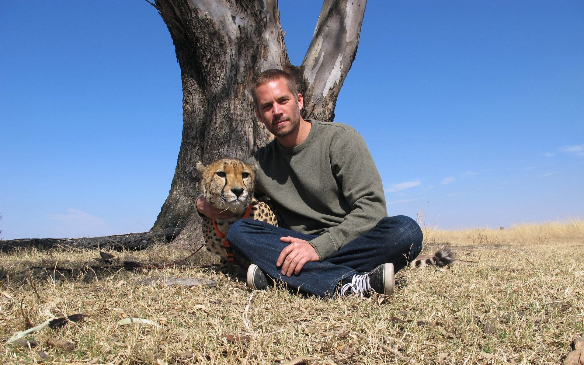 明星,帅哥,保罗沃克,速度与激情