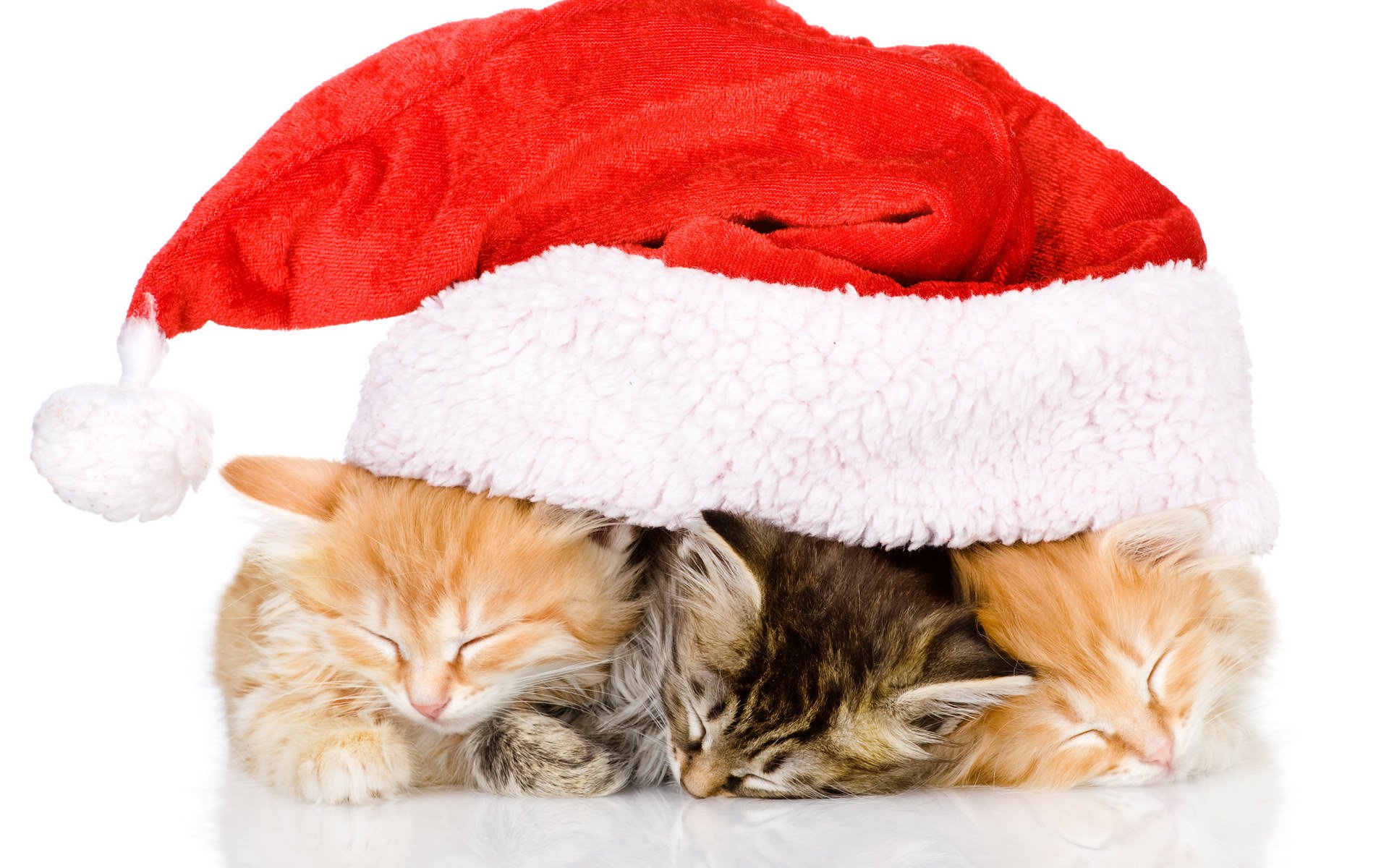 萌宠,儿童桌面专用