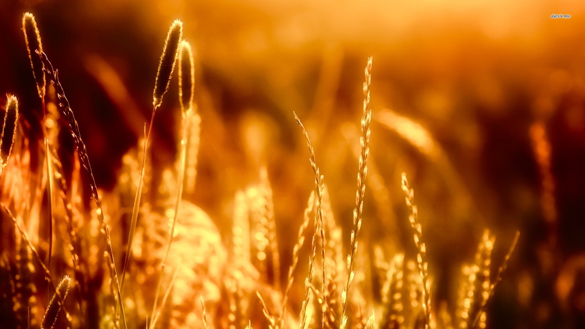 风景,儿童桌面专用