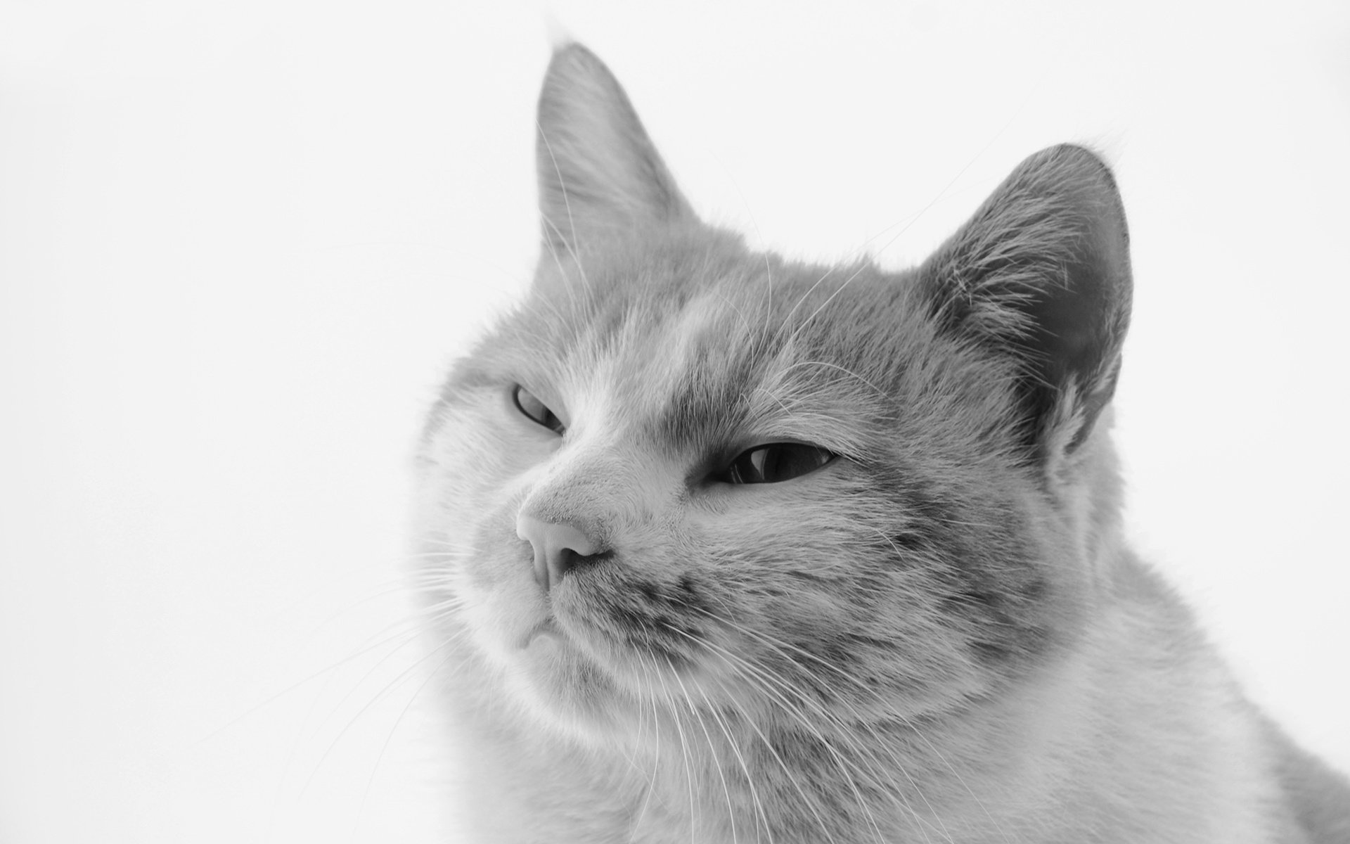 萌宠,动物,喵星人,猫,猫咪专辑,@一双铁筷,儿童桌面专用