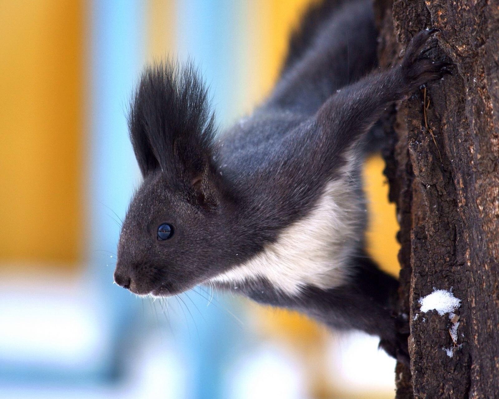 萌宠,儿童桌面专用