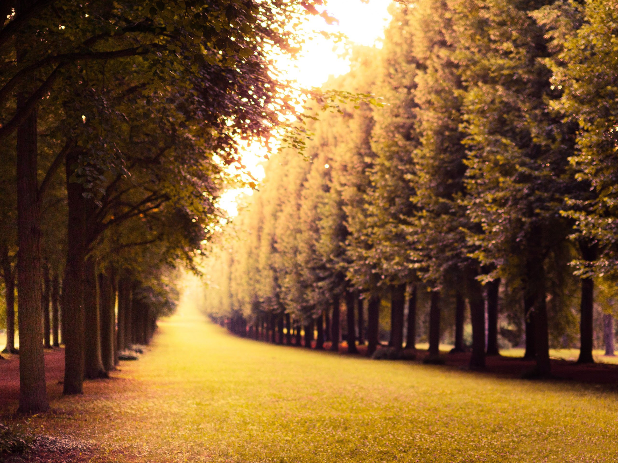 风景,景色,儿童桌面专用