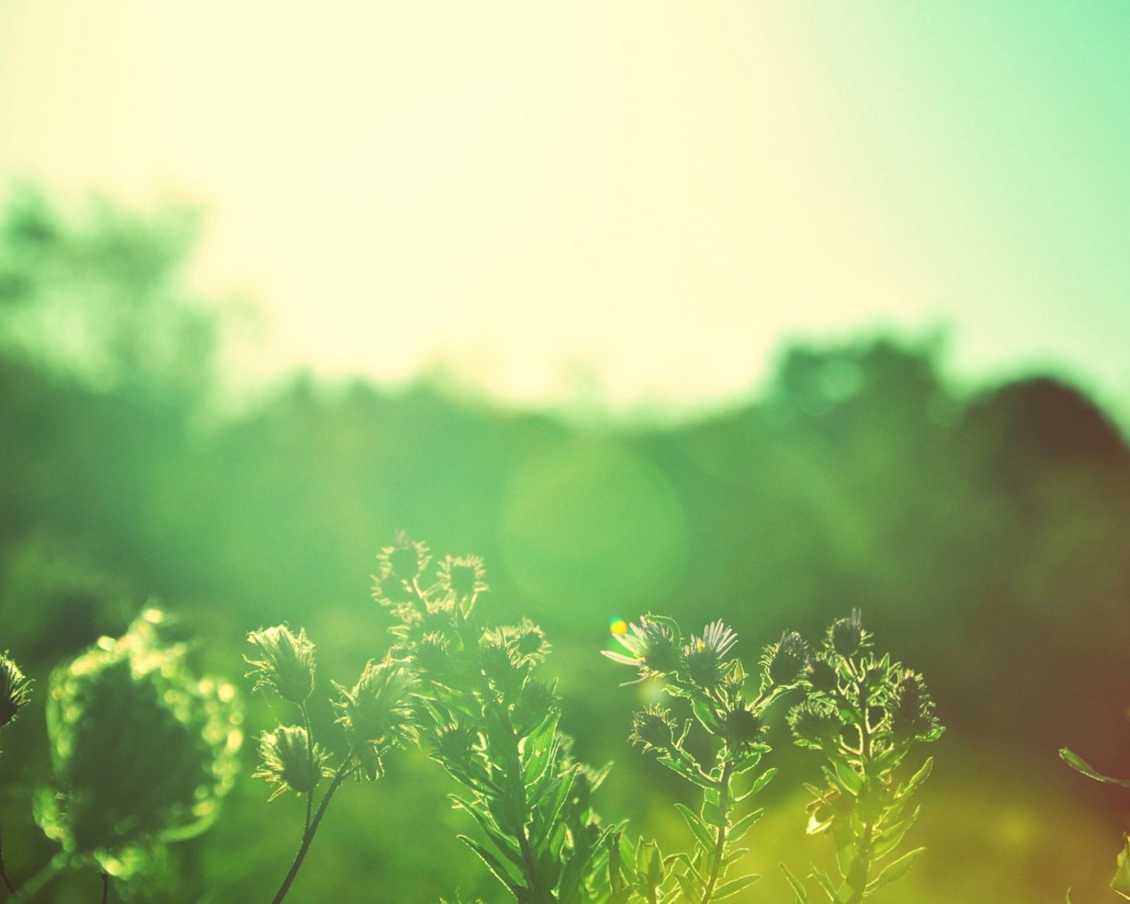 小清新,儿童桌面专用