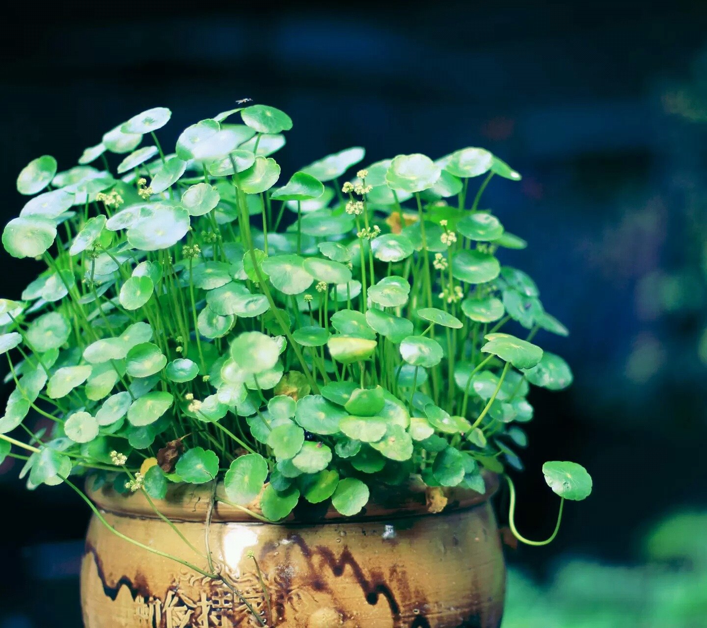 小清新,儿童桌面专用