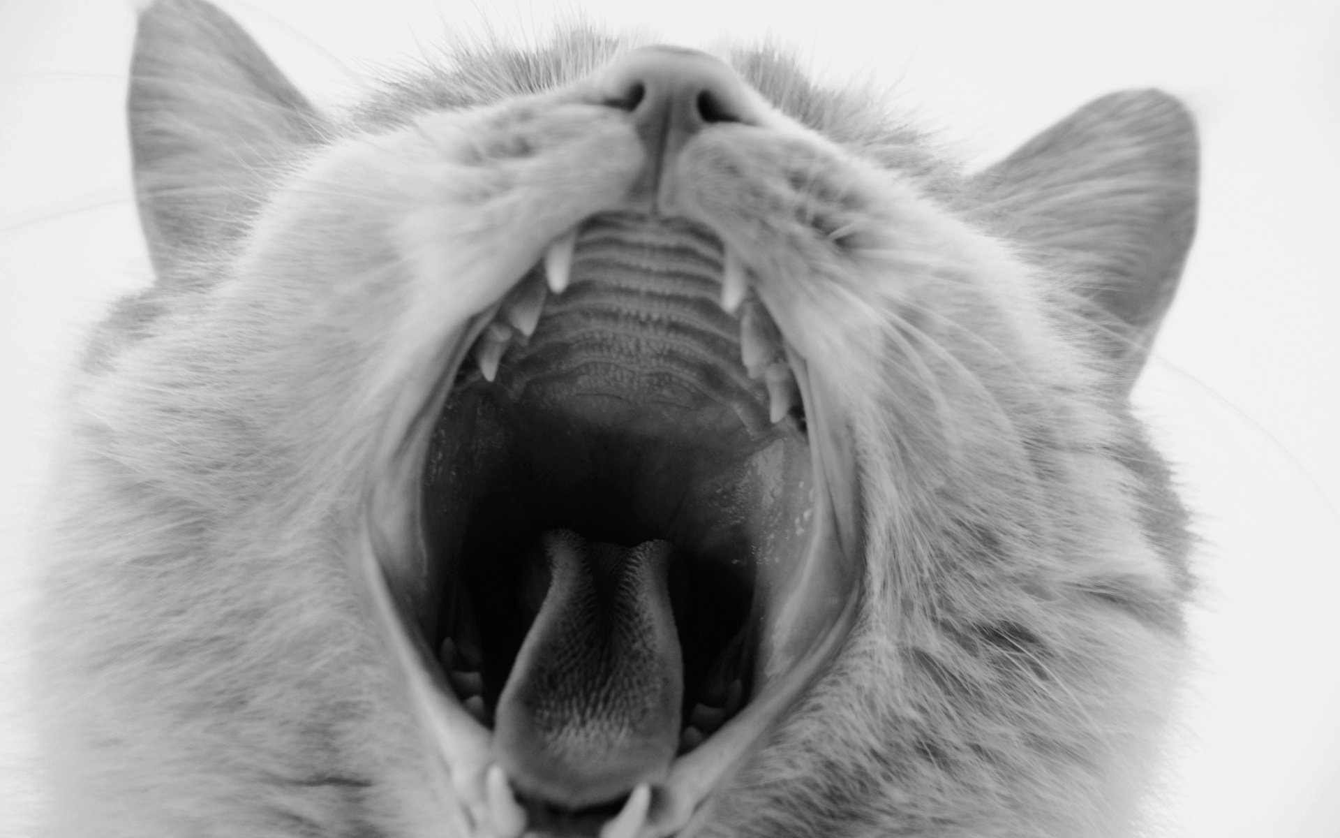 萌宠,动物,喵星人,猫,猫咪专辑,@一双铁筷,儿童桌面专用