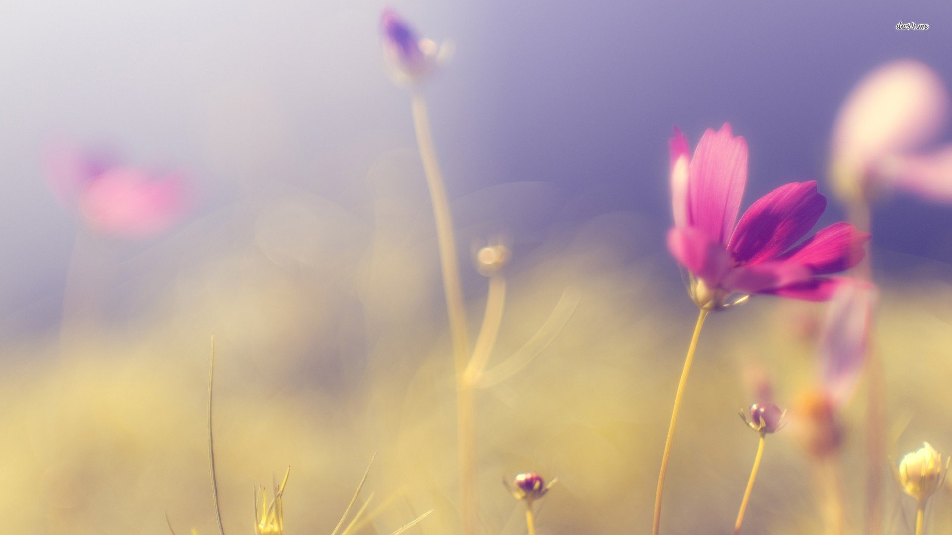 小清新,儿童桌面专用