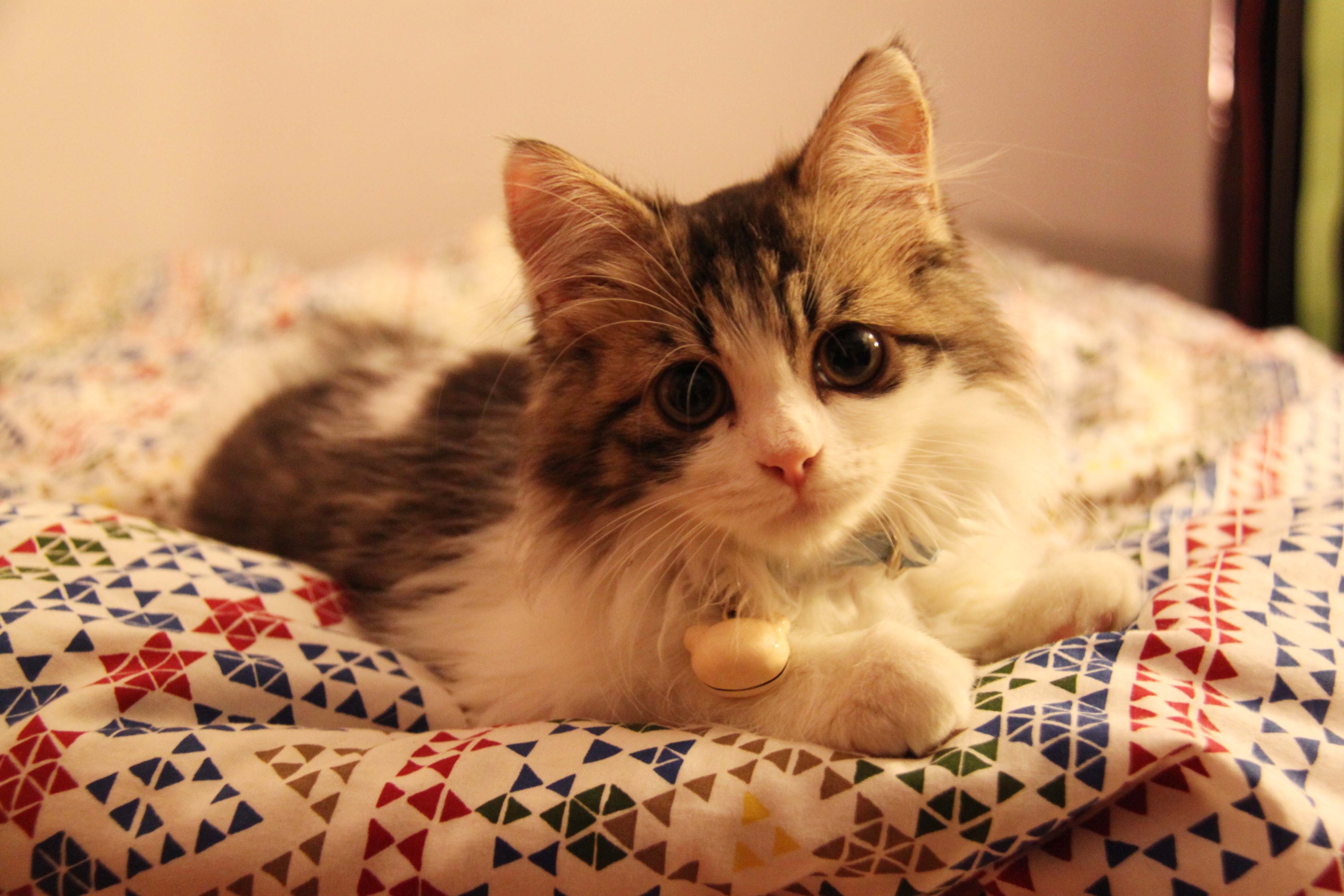 萌宠,儿童桌面专用