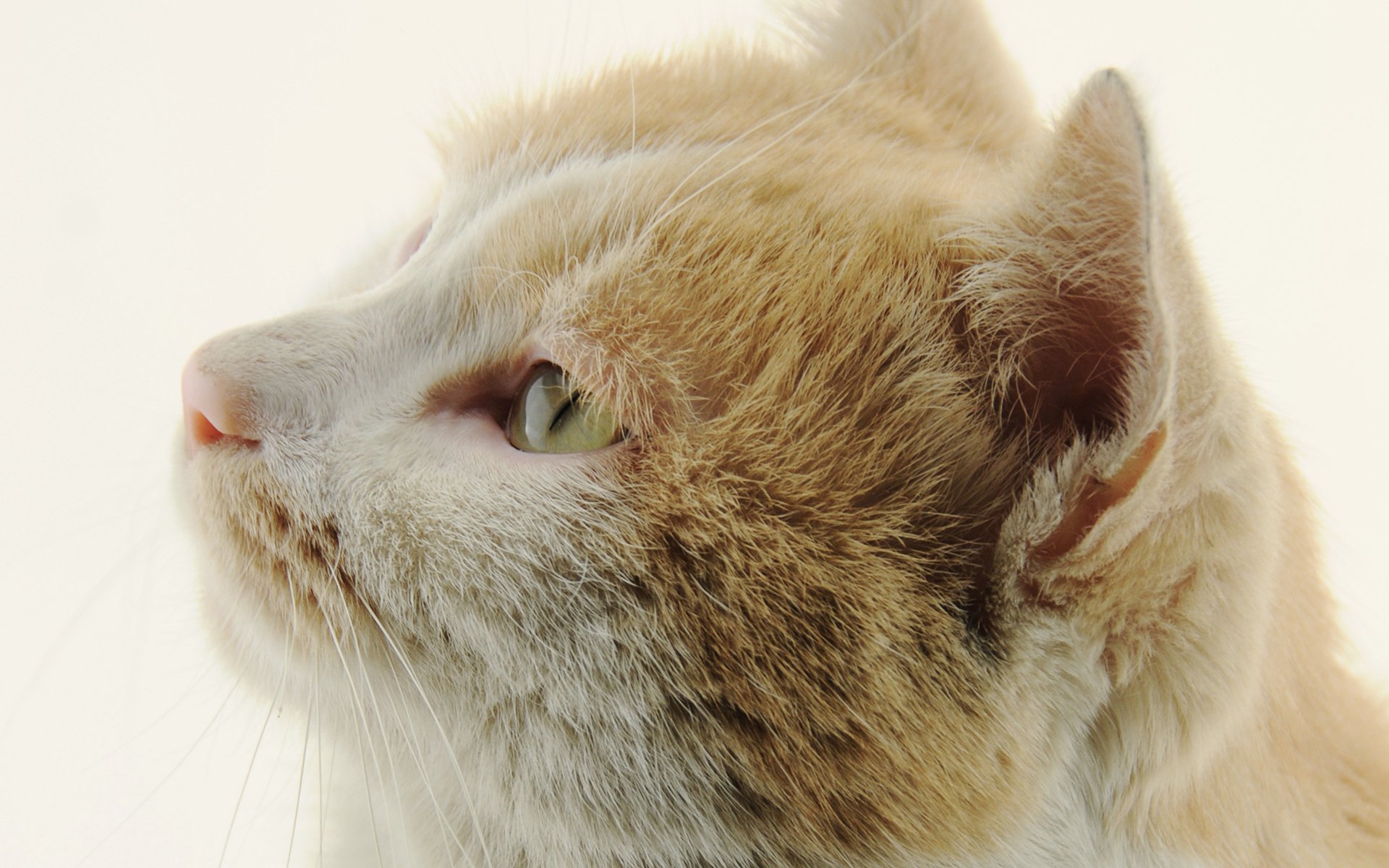 萌宠,动物,喵星人,猫,猫咪专辑,@一双铁筷,儿童桌面专用