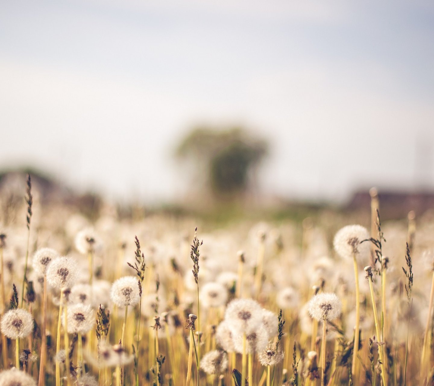 小清新,儿童桌面专用