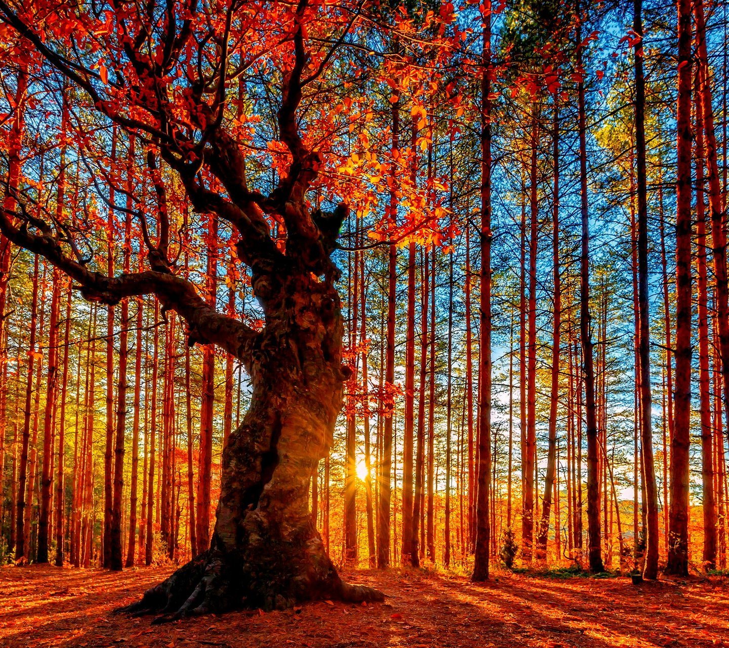 风景,儿童桌面专用