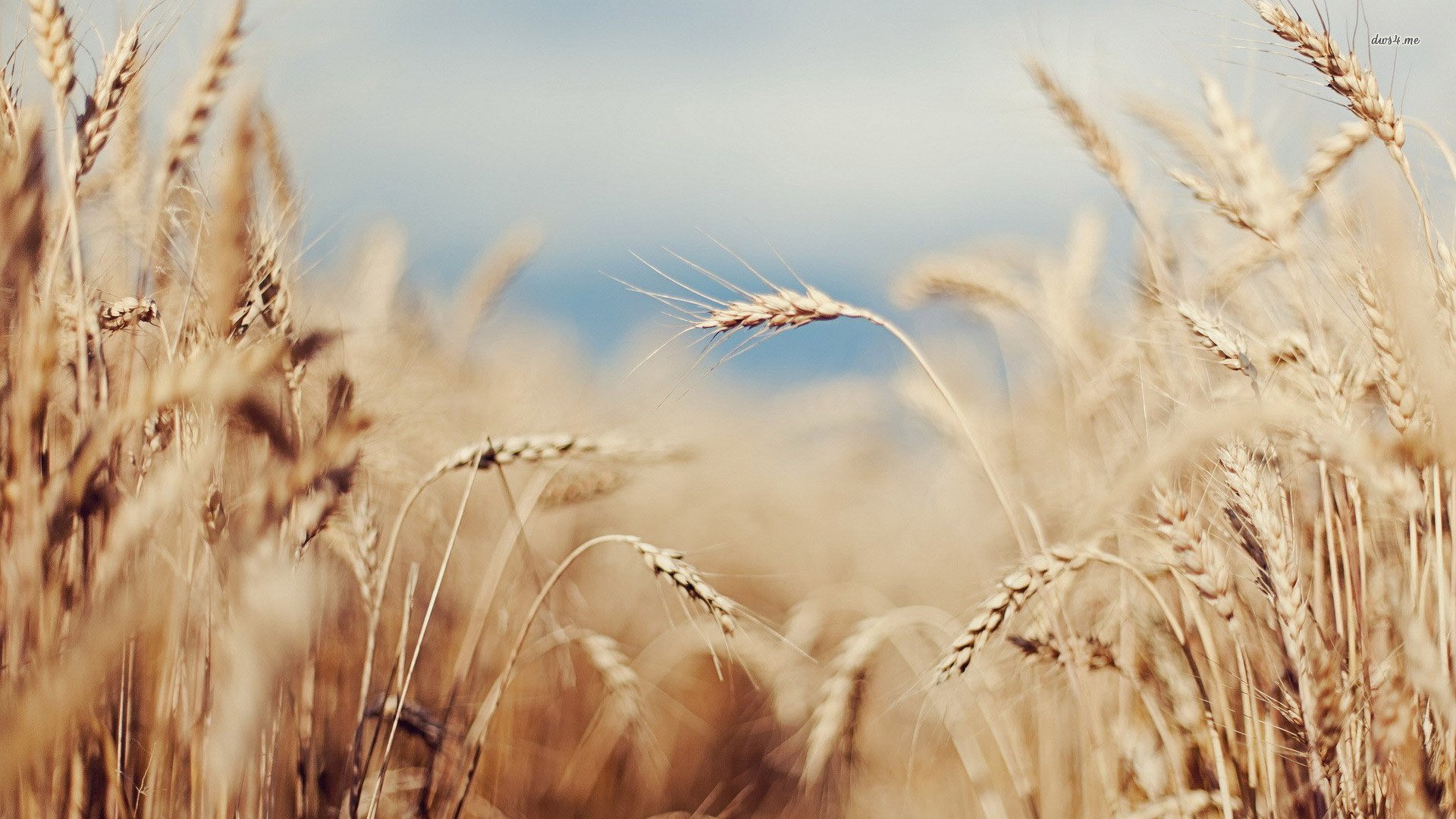 风景,儿童桌面专用