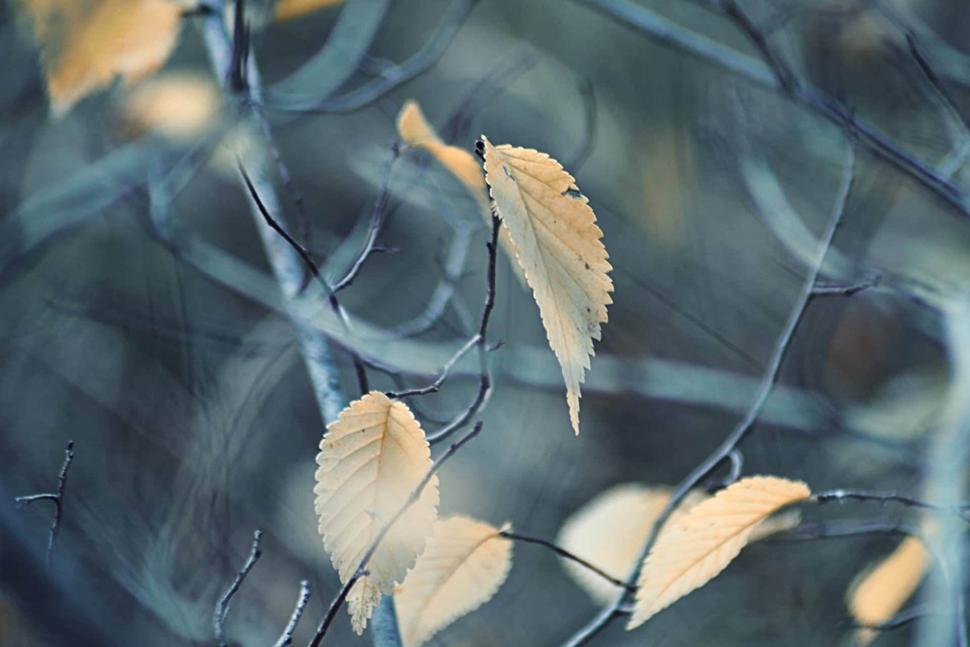 小清新,LOMO,摄影,静物,非主流,文艺