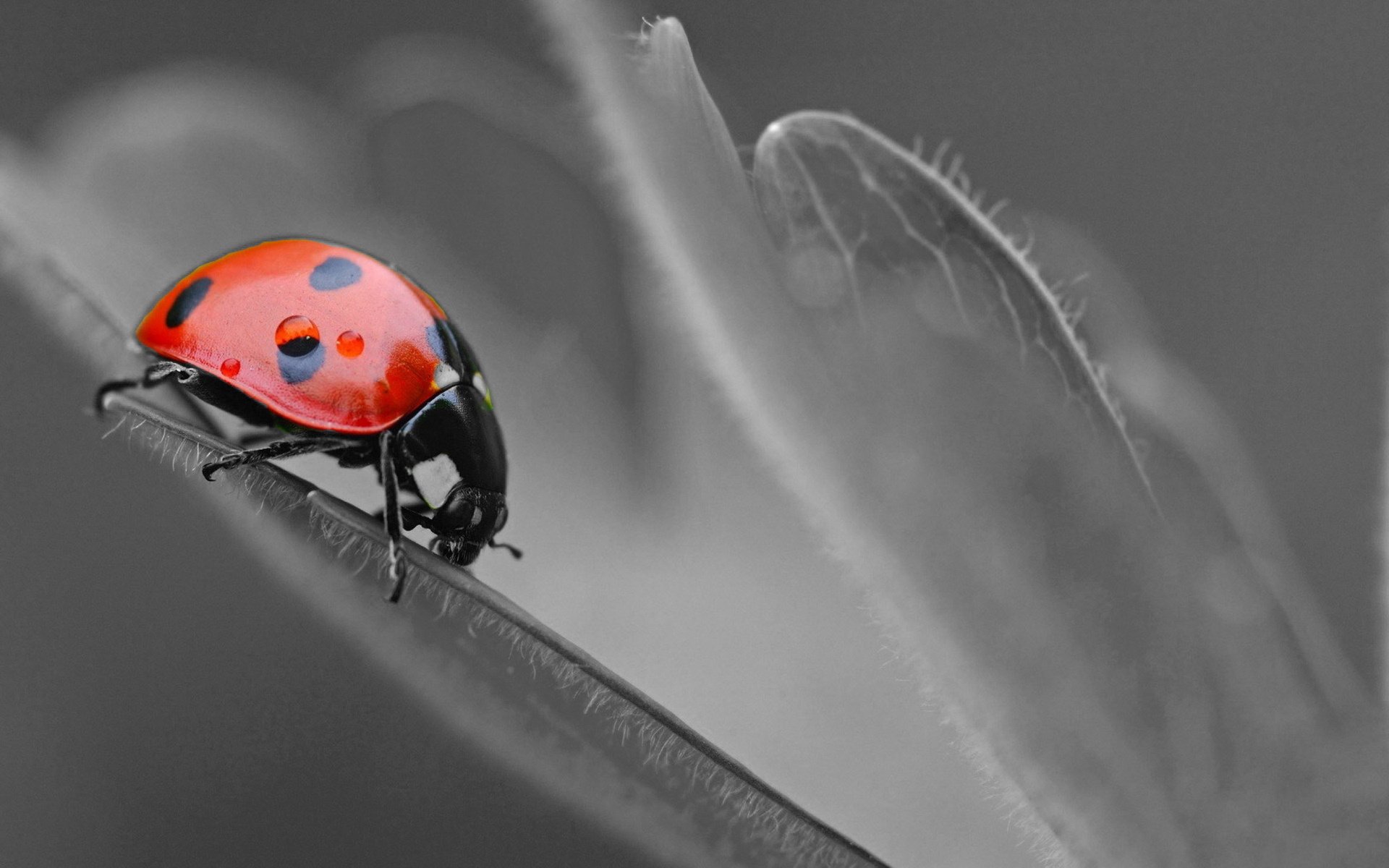 动物,宠物,萌宠,儿童桌面专用