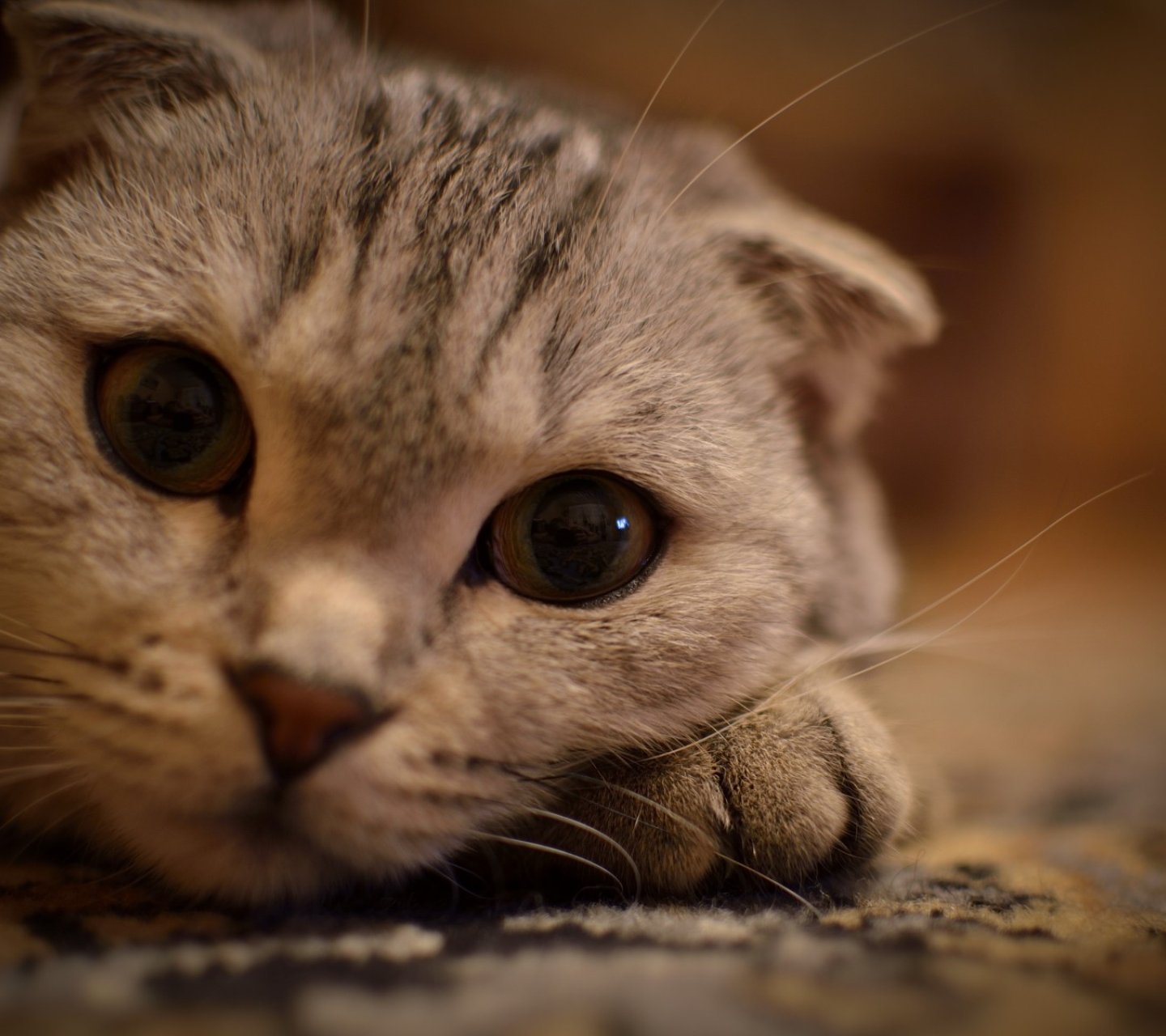 萌宠,儿童桌面专用