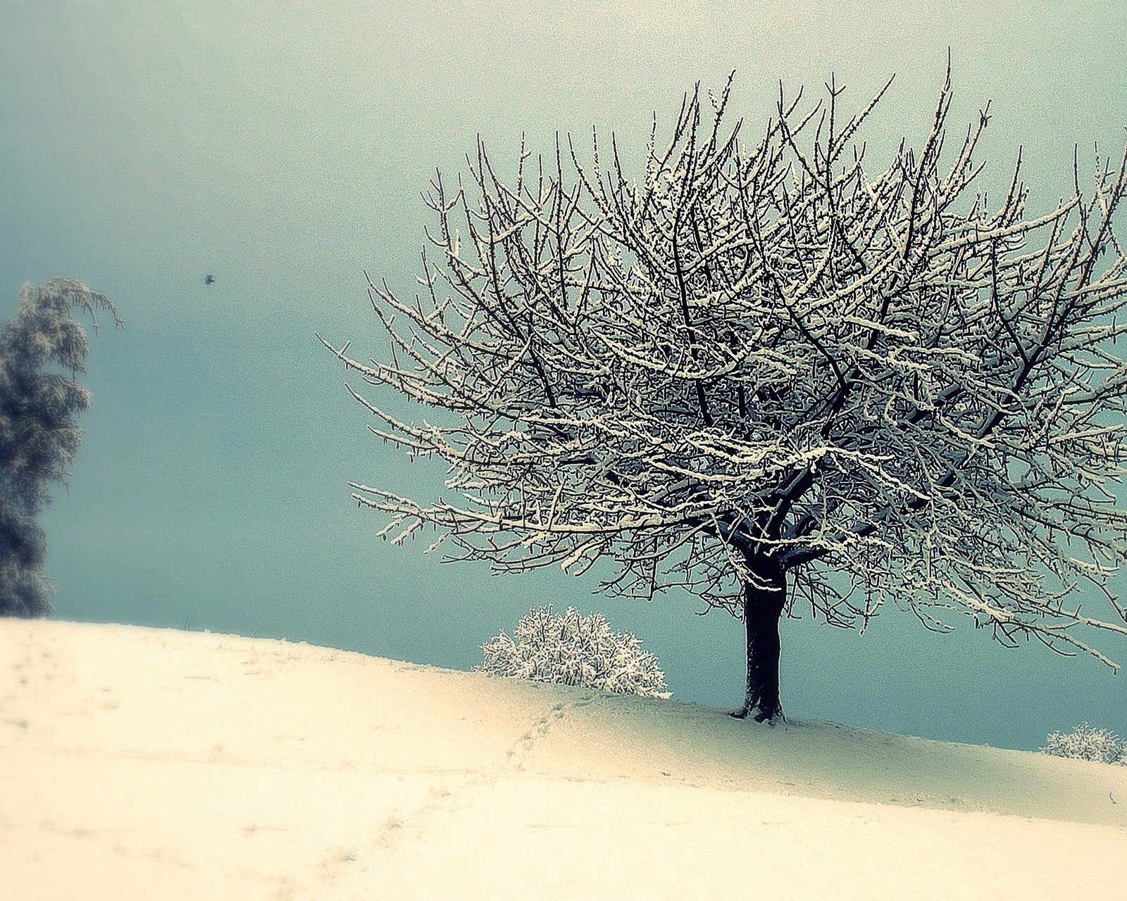 风景,儿童桌面专用