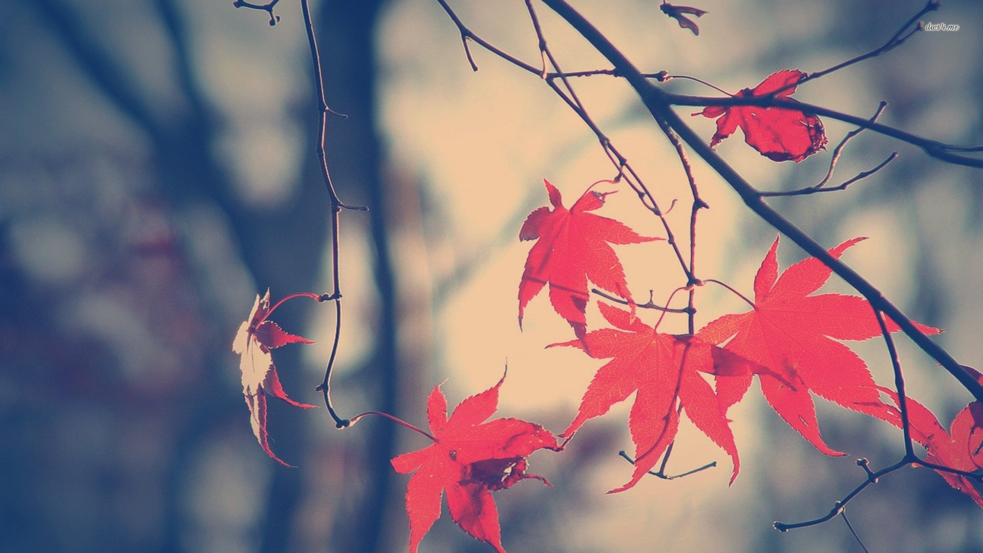 风景,儿童桌面专用