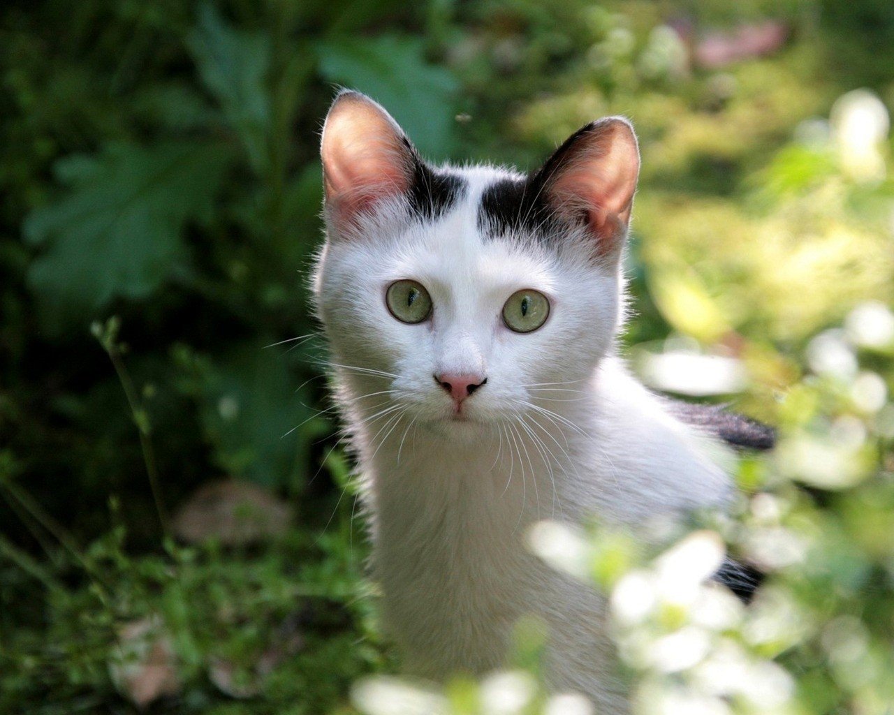 萌宠,儿童桌面专用