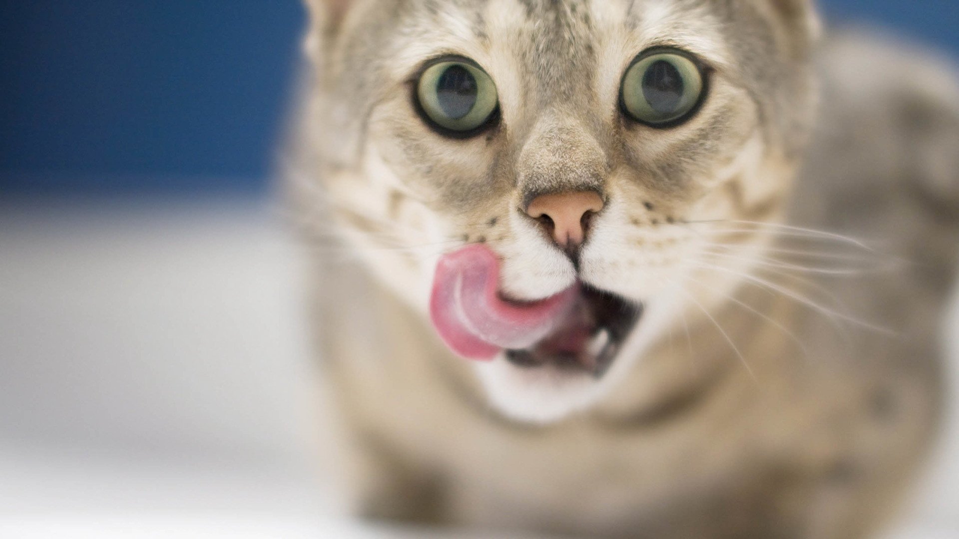 萌宠,儿童桌面专用