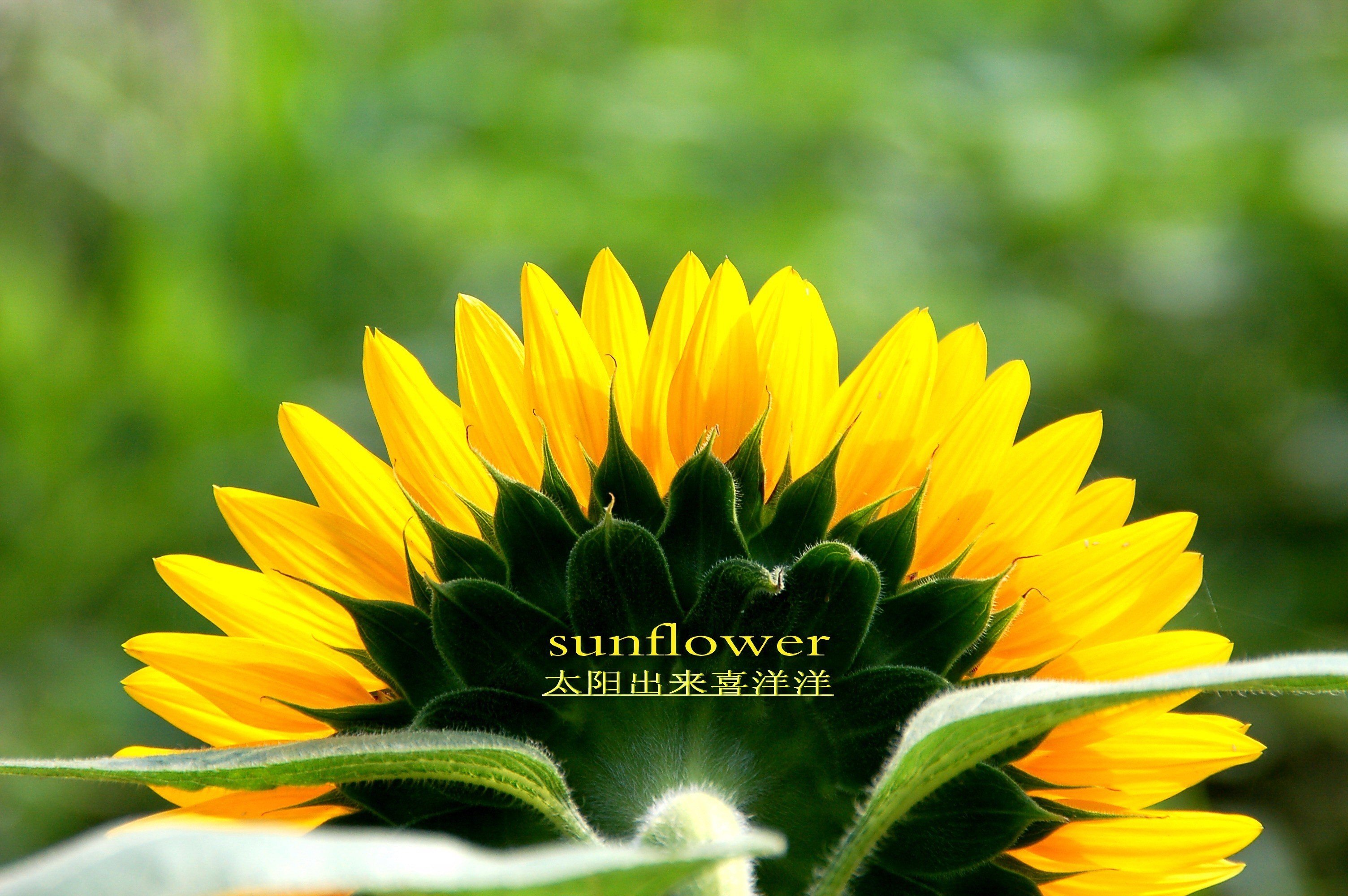 小清新,儿童桌面专用