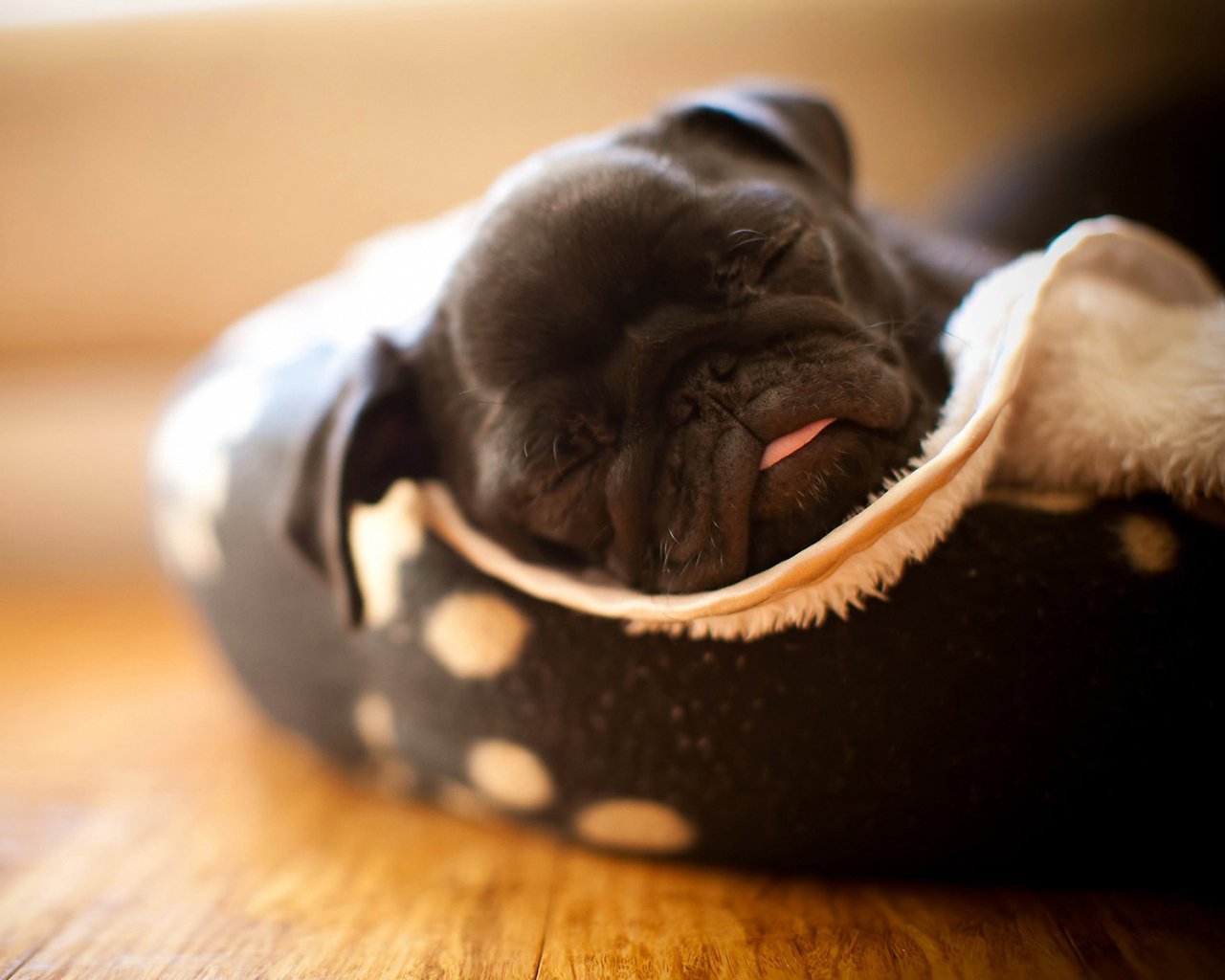 萌宠,儿童桌面专用