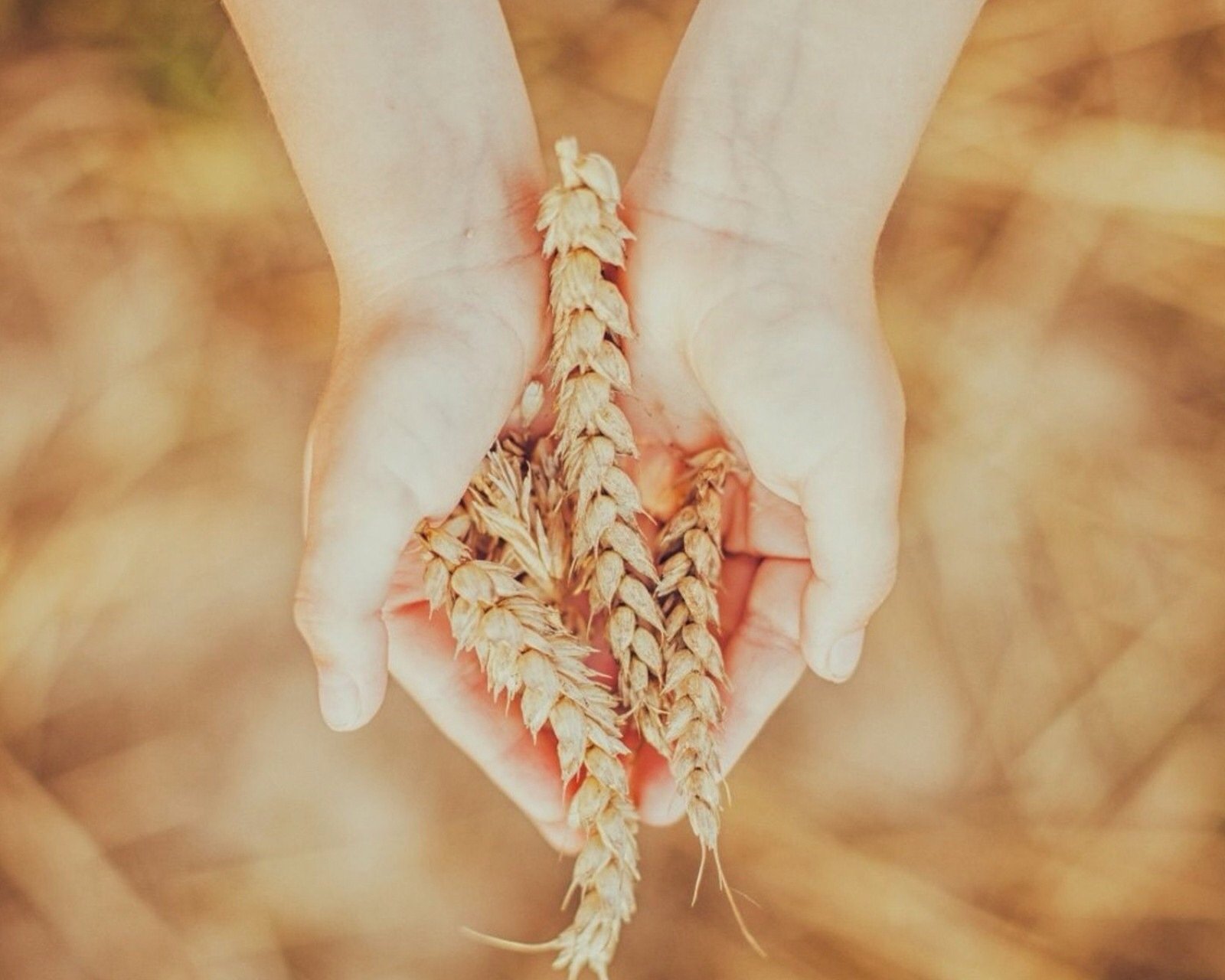 小清新,儿童桌面专用