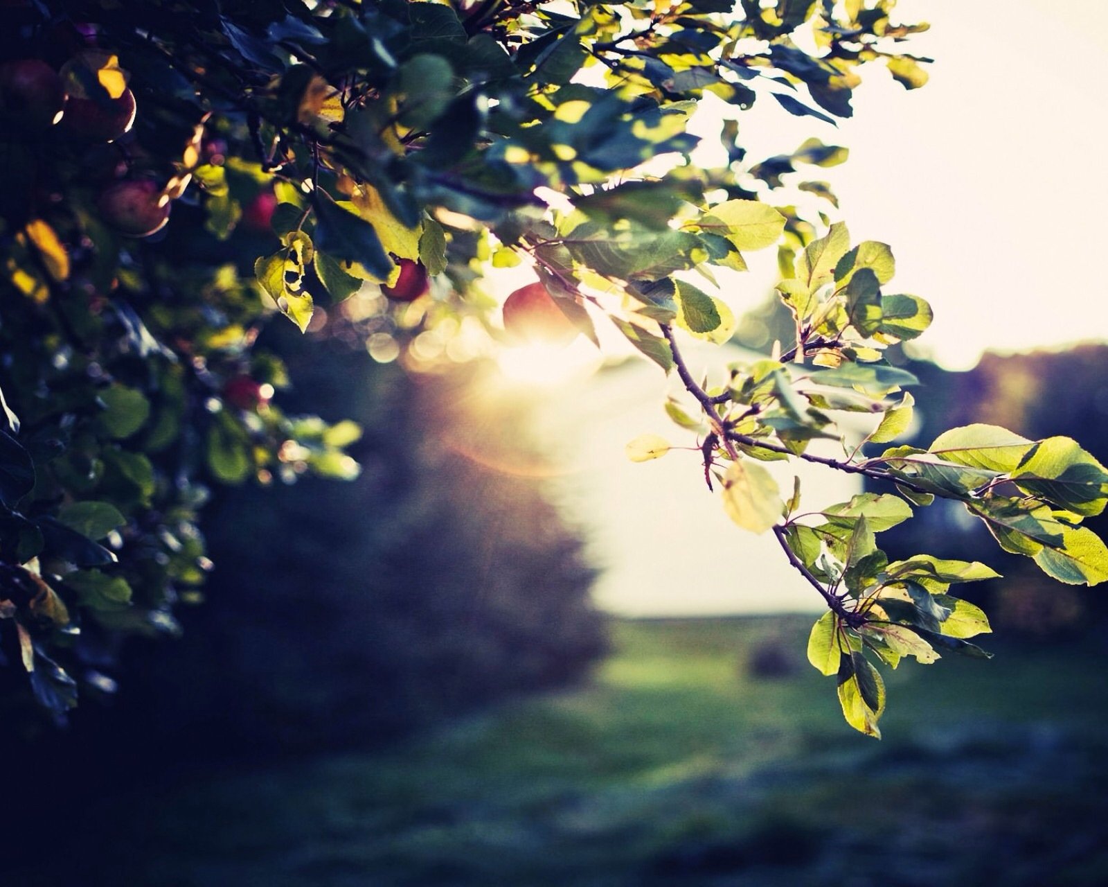 风景,儿童桌面专用