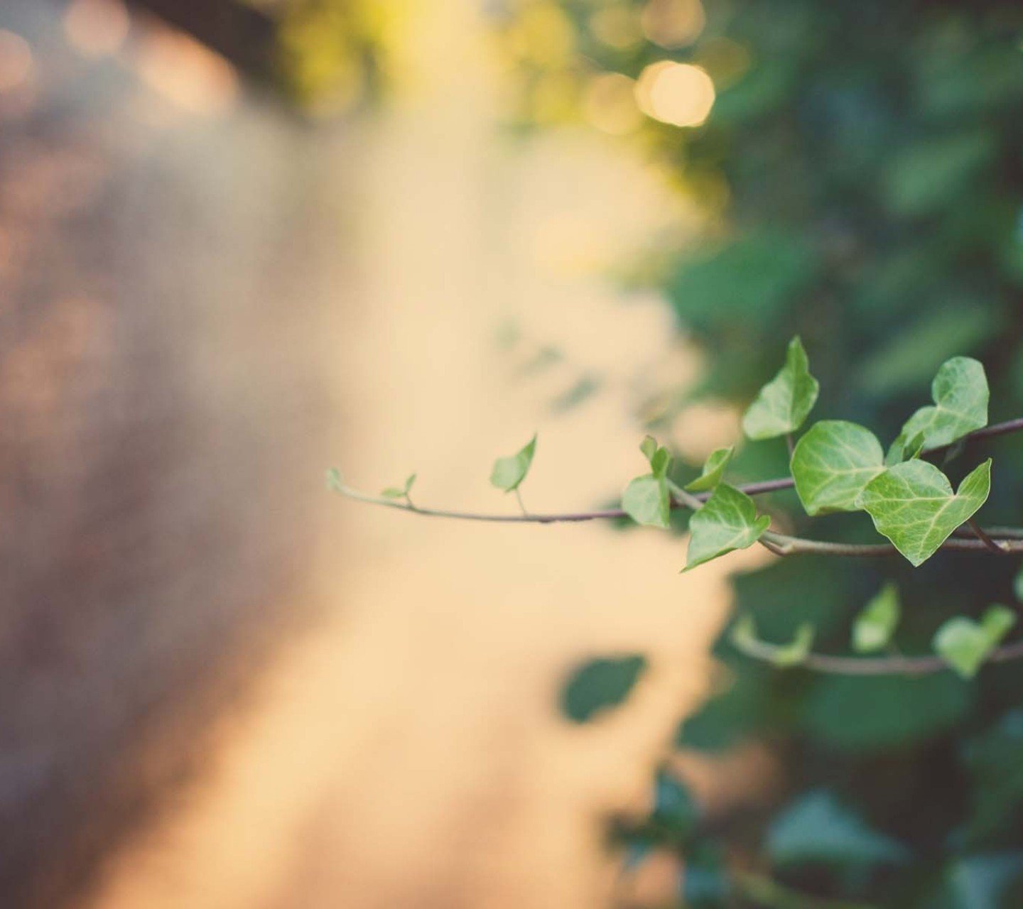 小清新,儿童桌面专用